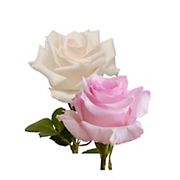 Rainforest Alliance Certified Roses, 125 Stems - Light Pink/White