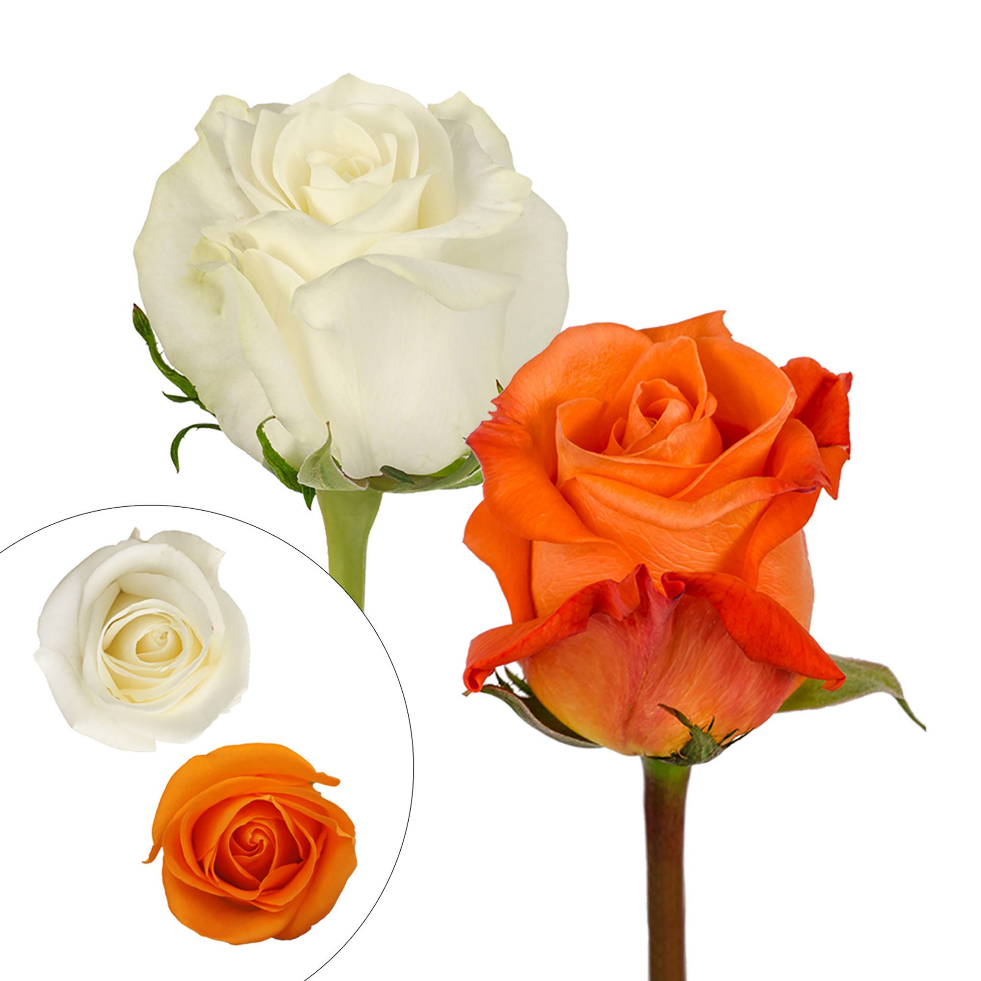 Orange & White Roses, 125 Stems