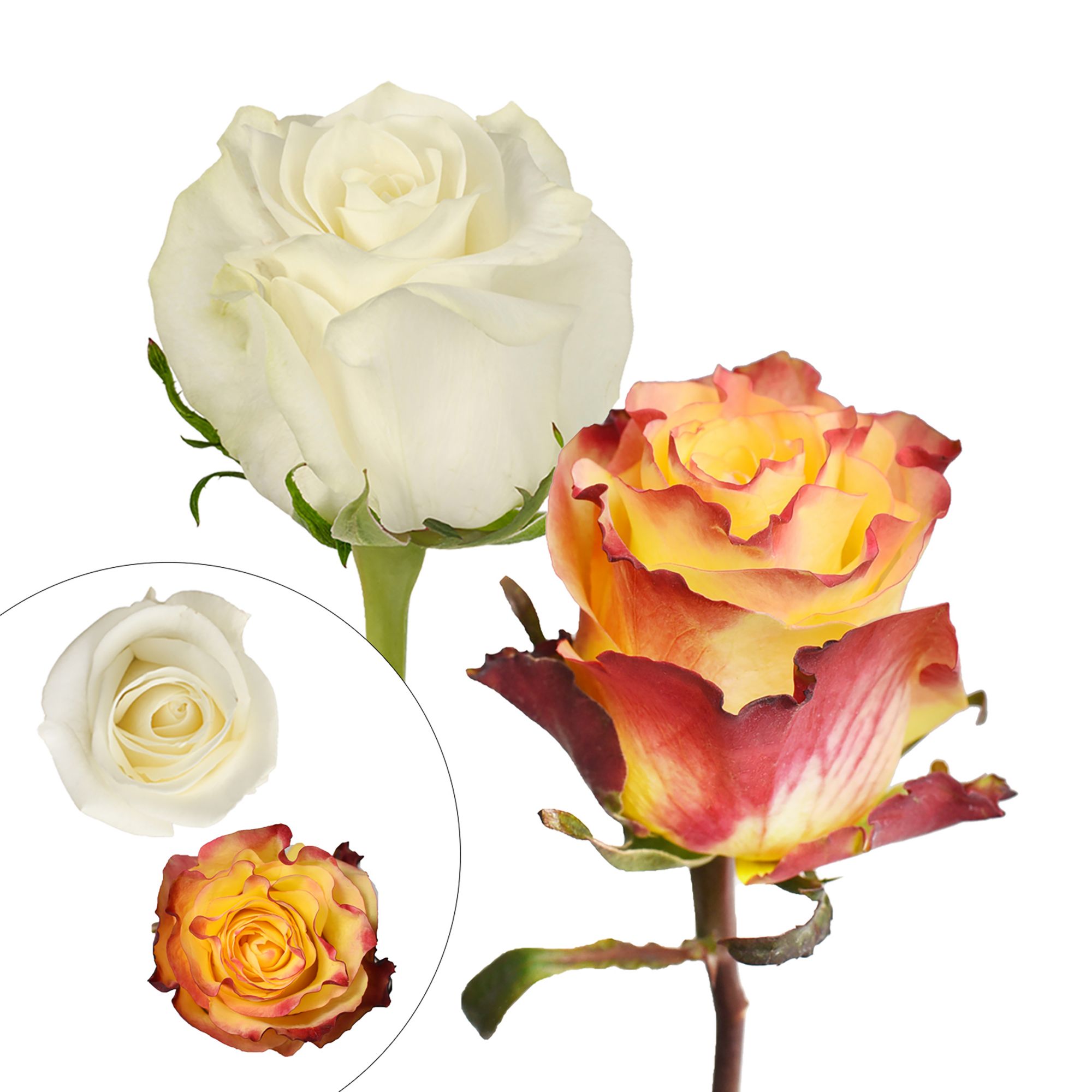 Yellow/Red Bicolor Roses & White Roses, 125 Stems