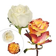 Yellow/Red Bicolor Roses & White Roses, 125 Stems