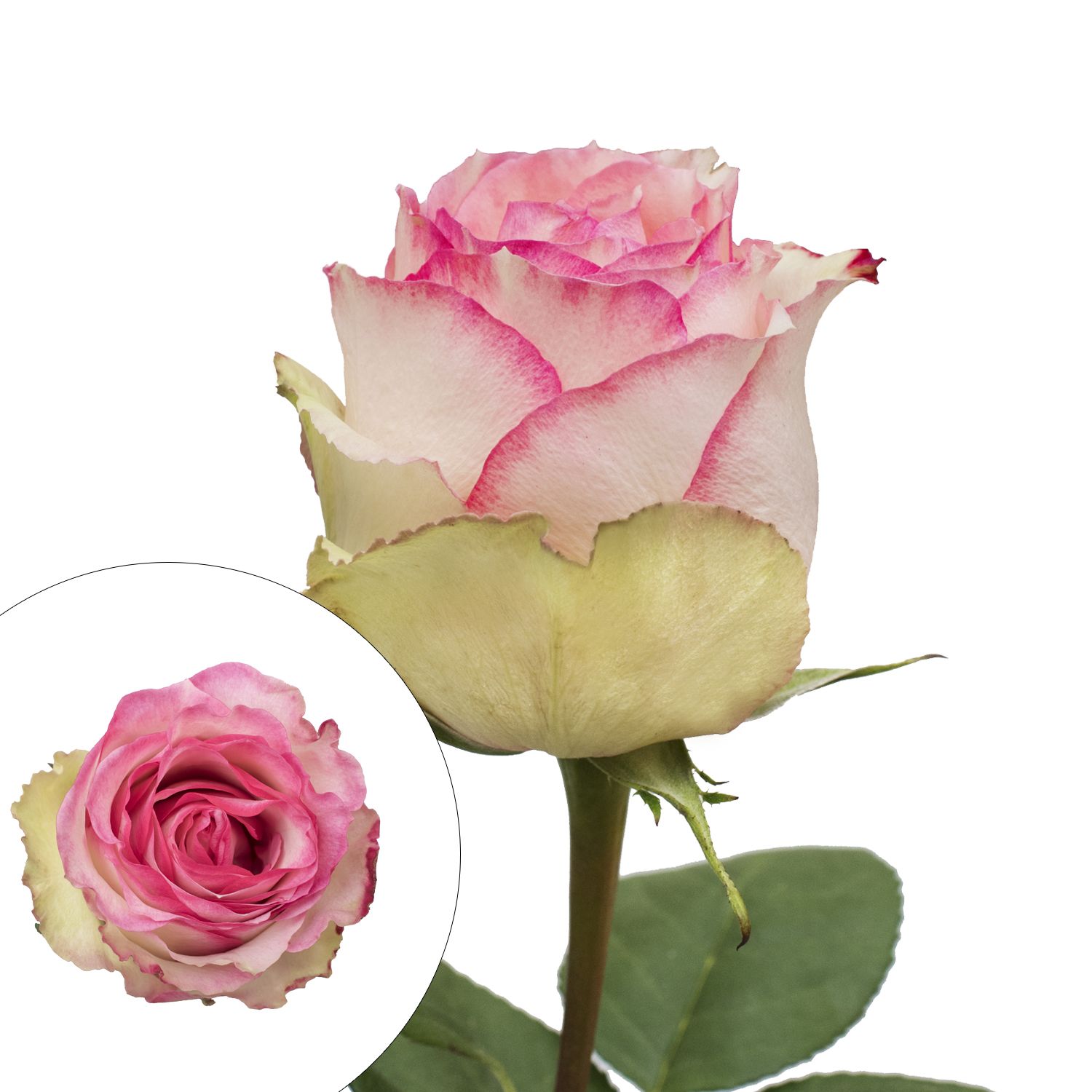 Carnation Wedding Assortment, 100/100 - White, Light Pink
