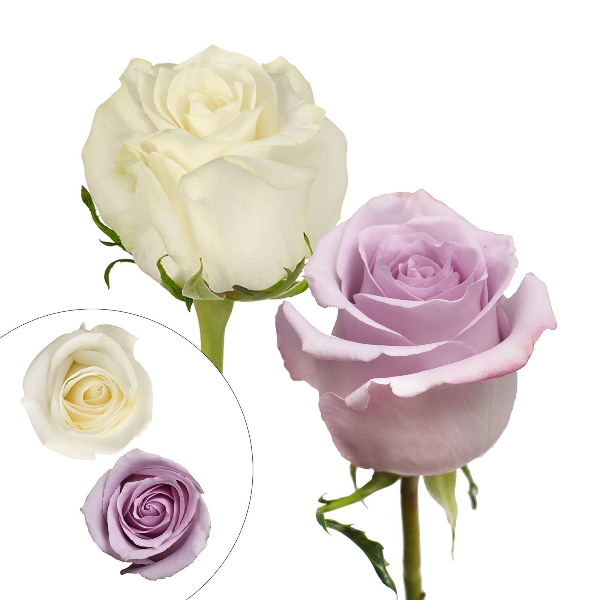 Lavender & White Roses, 125 Stems