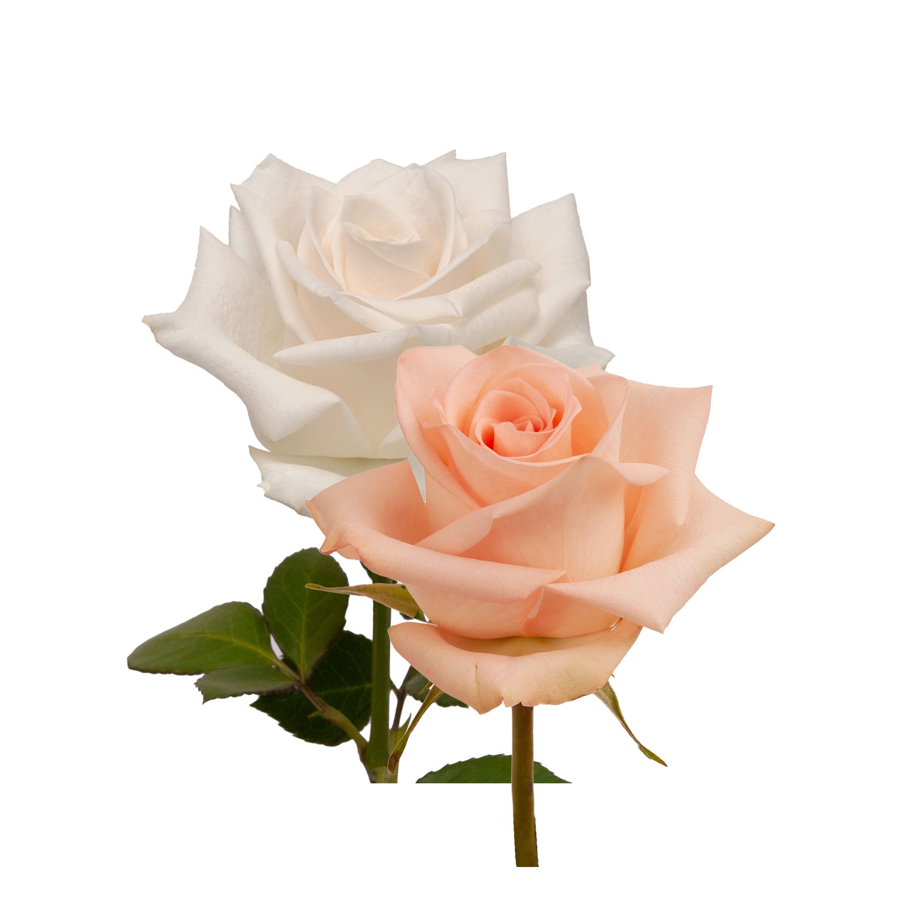 Peach & White Roses, 125 Stems