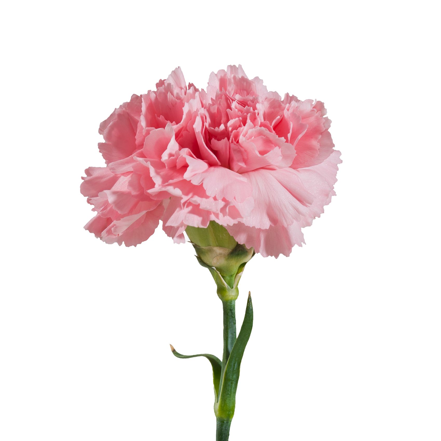 Carnation Wedding Assortment, 100/100 Stems - White, Hot Pink