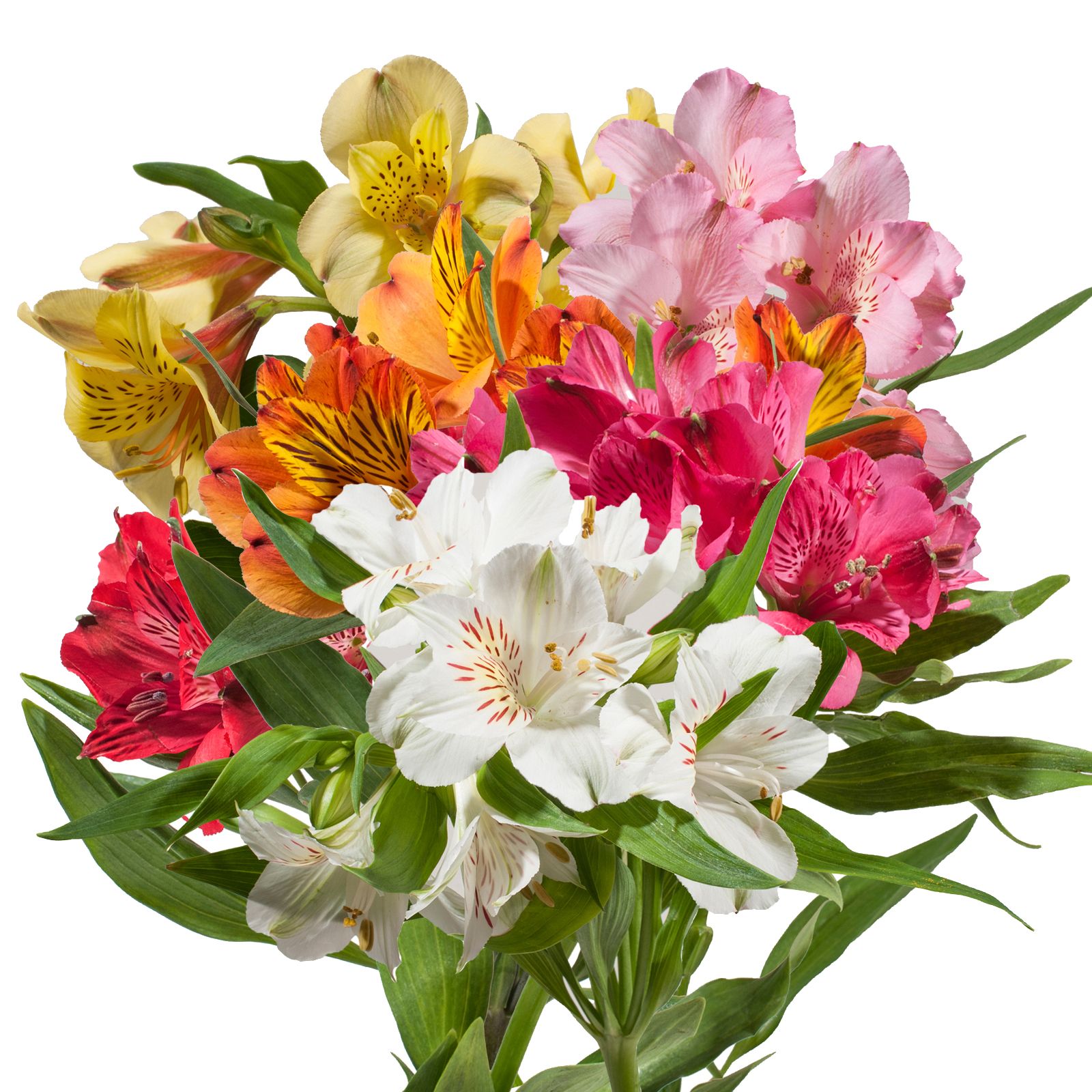 InBloom Alstroemeria, 120 Stems - Assorted