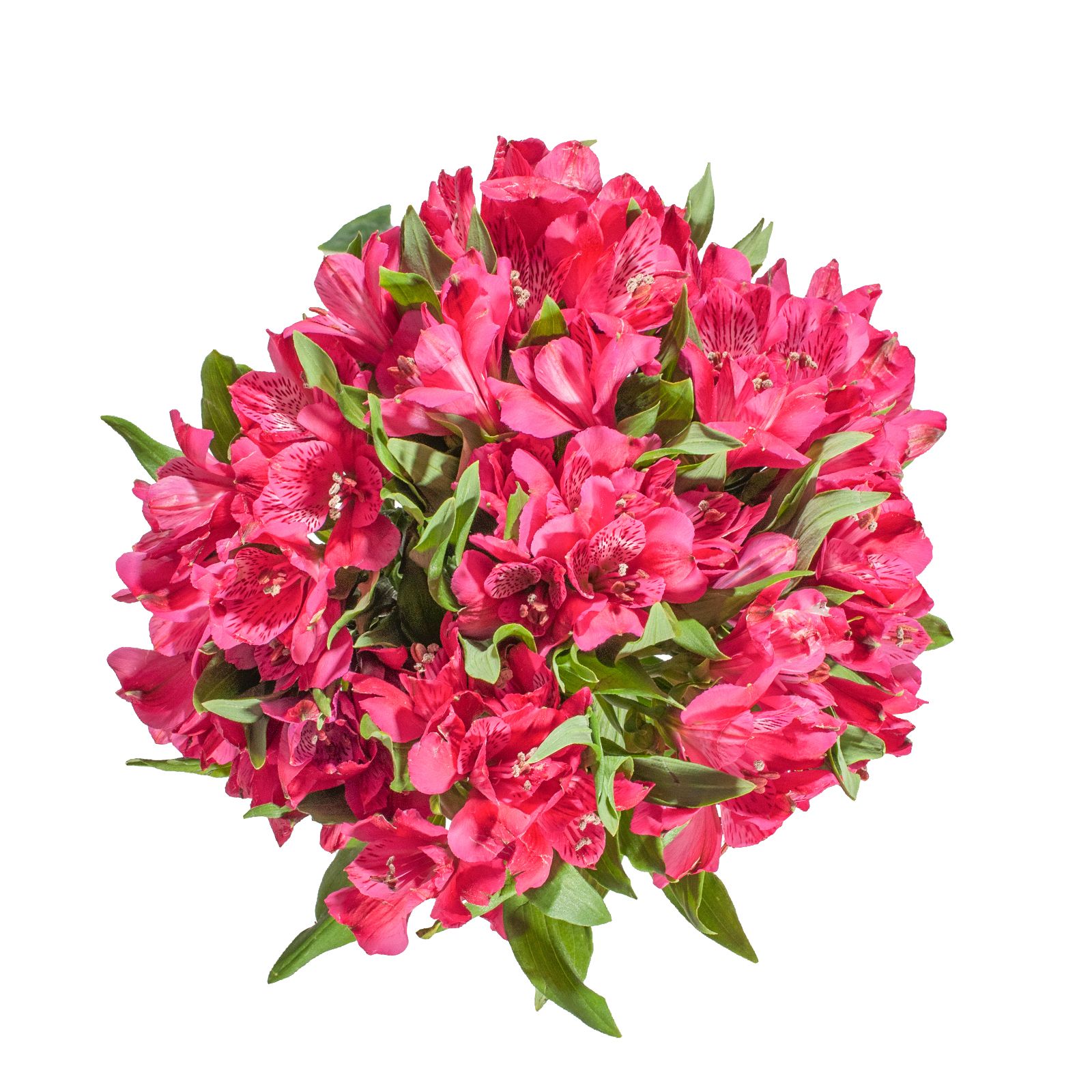 InBloom Alstroemeria, 120 Stems - Hot Pink