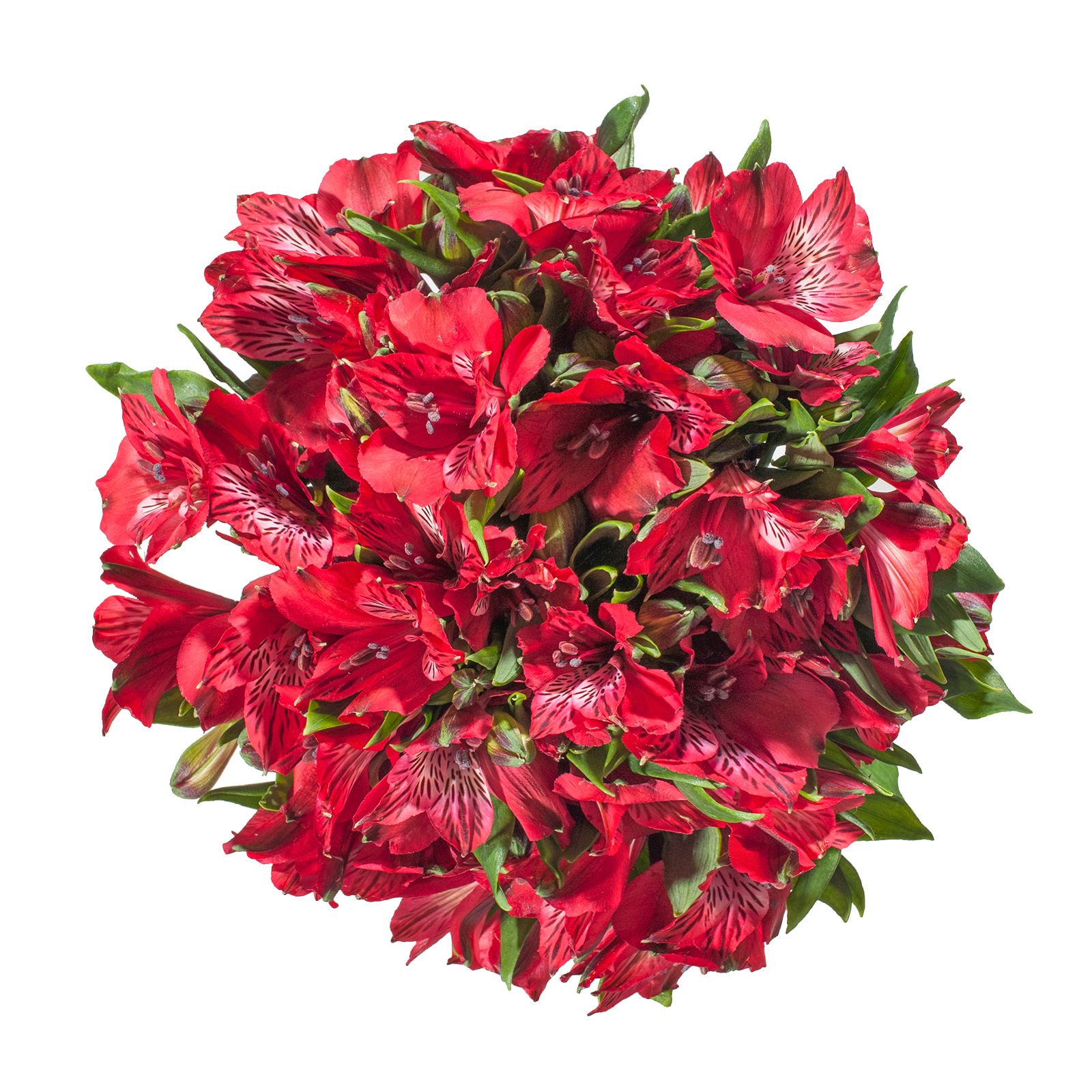 InBloom Carnations, 100 Stems - Red