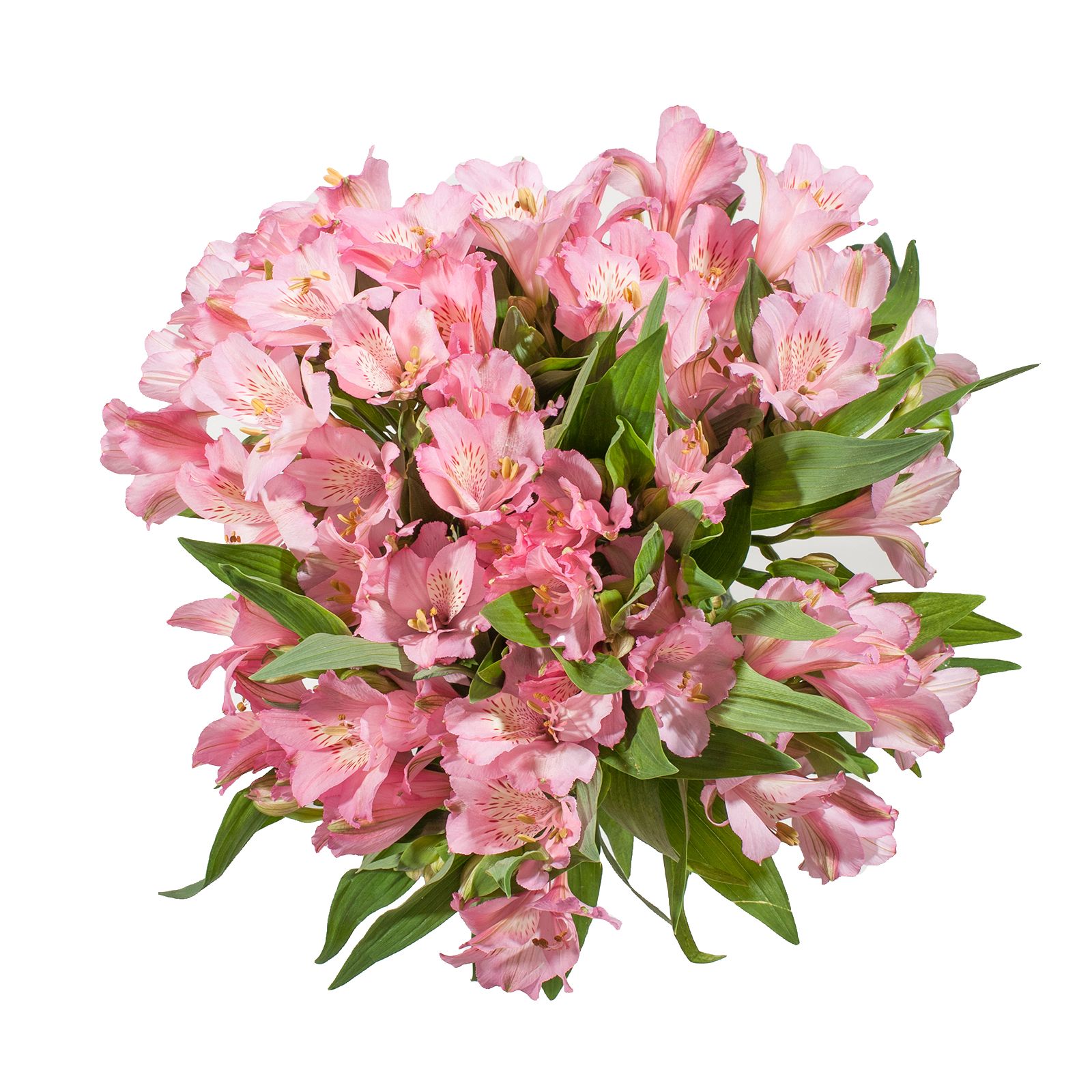 InBloom Alstroemeria, 120 Stems - Pink