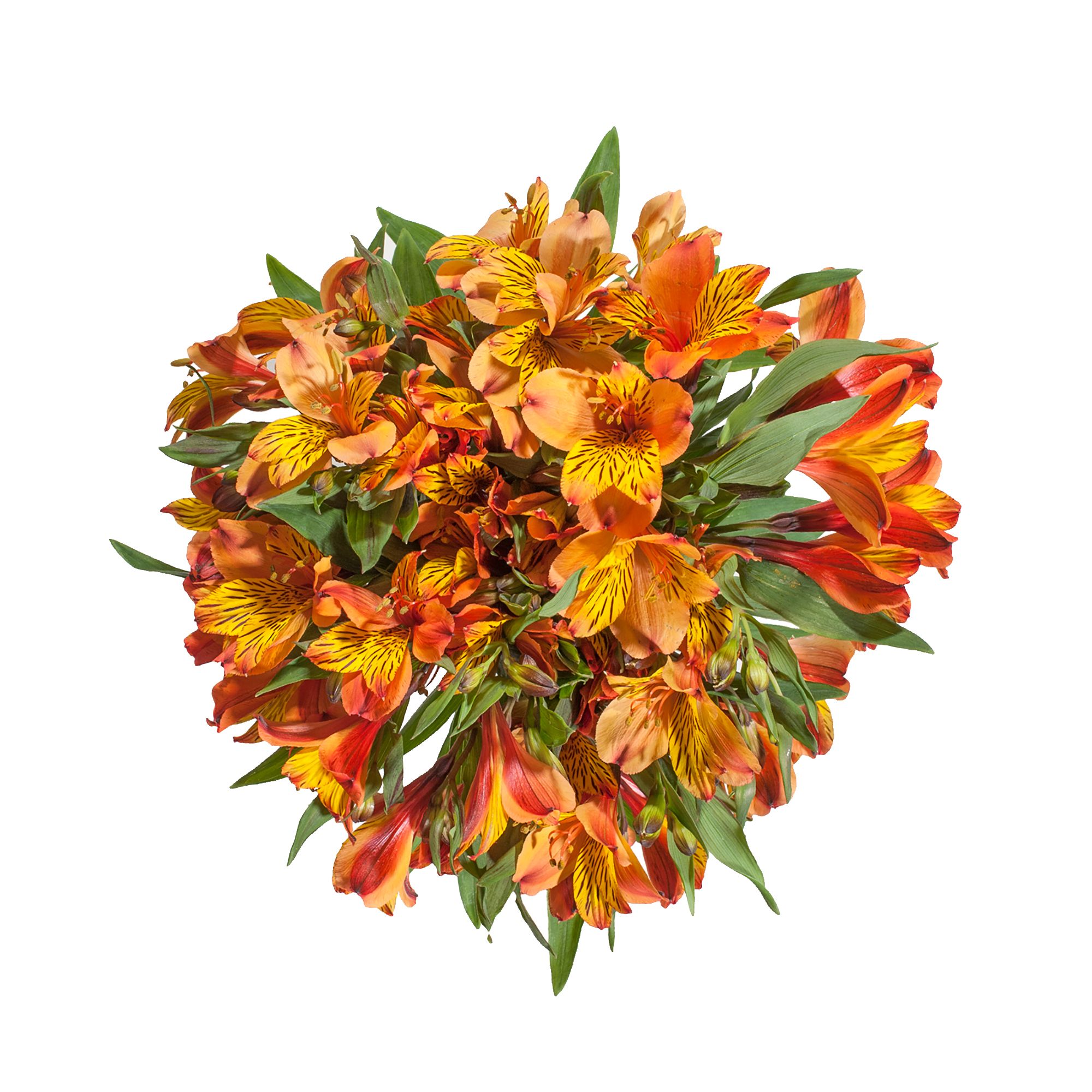 InBloom Alstroemeria, 120 Stems - Orange