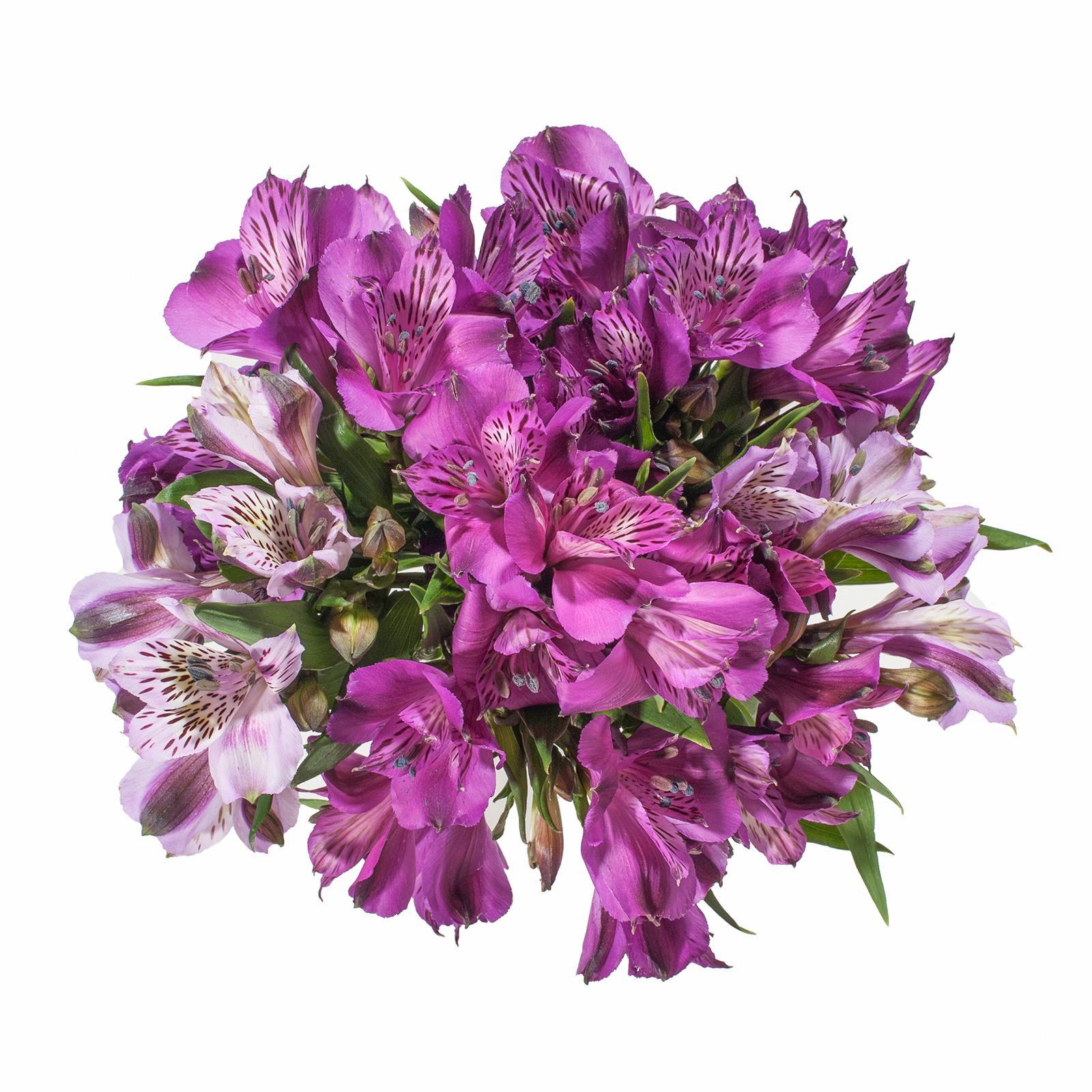 InBloom Alstroemeria, 120 Stems - Purple