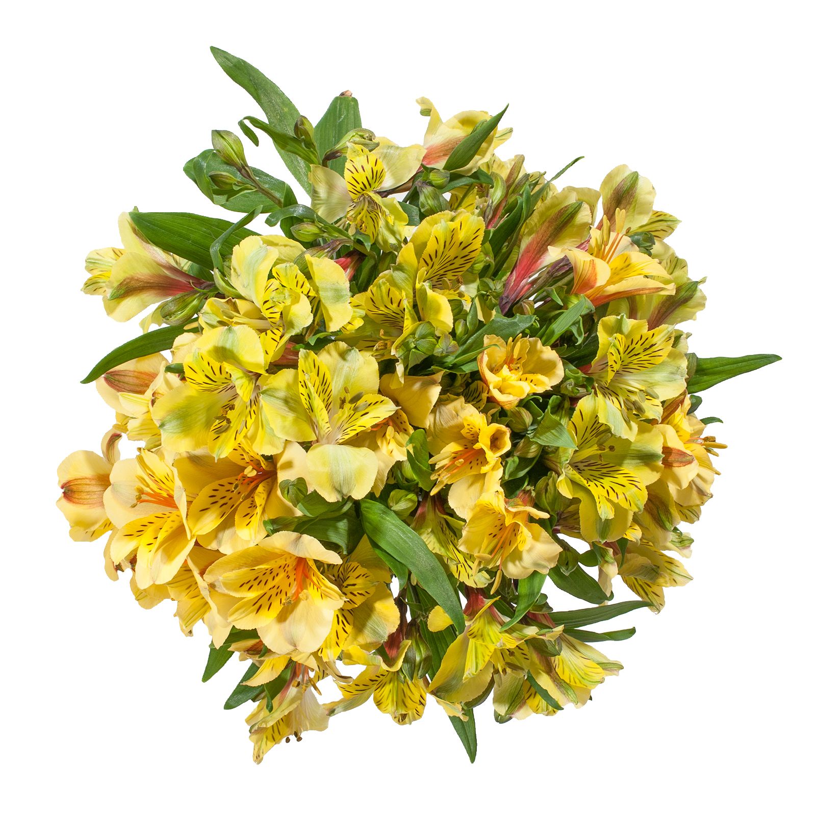 InBloom Alstroemeria, 120 Stems - Yellow