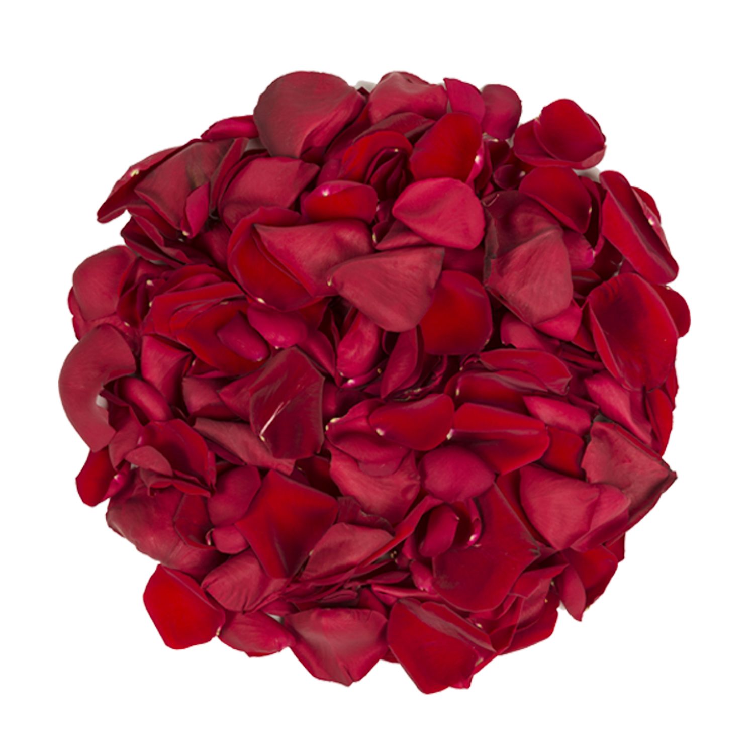 5,000 Rose Petals - Hot Pink