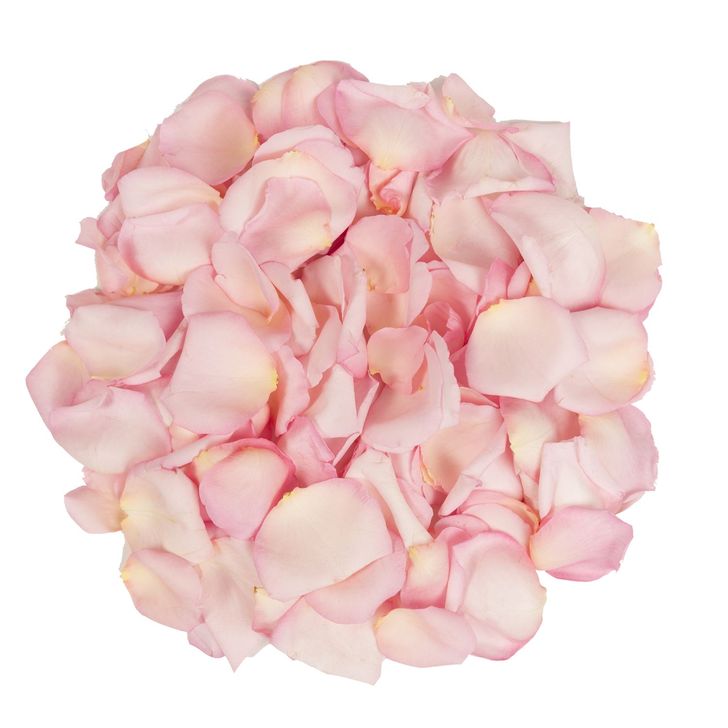 Light Pink Rose Petals - Bulk and Wholesale