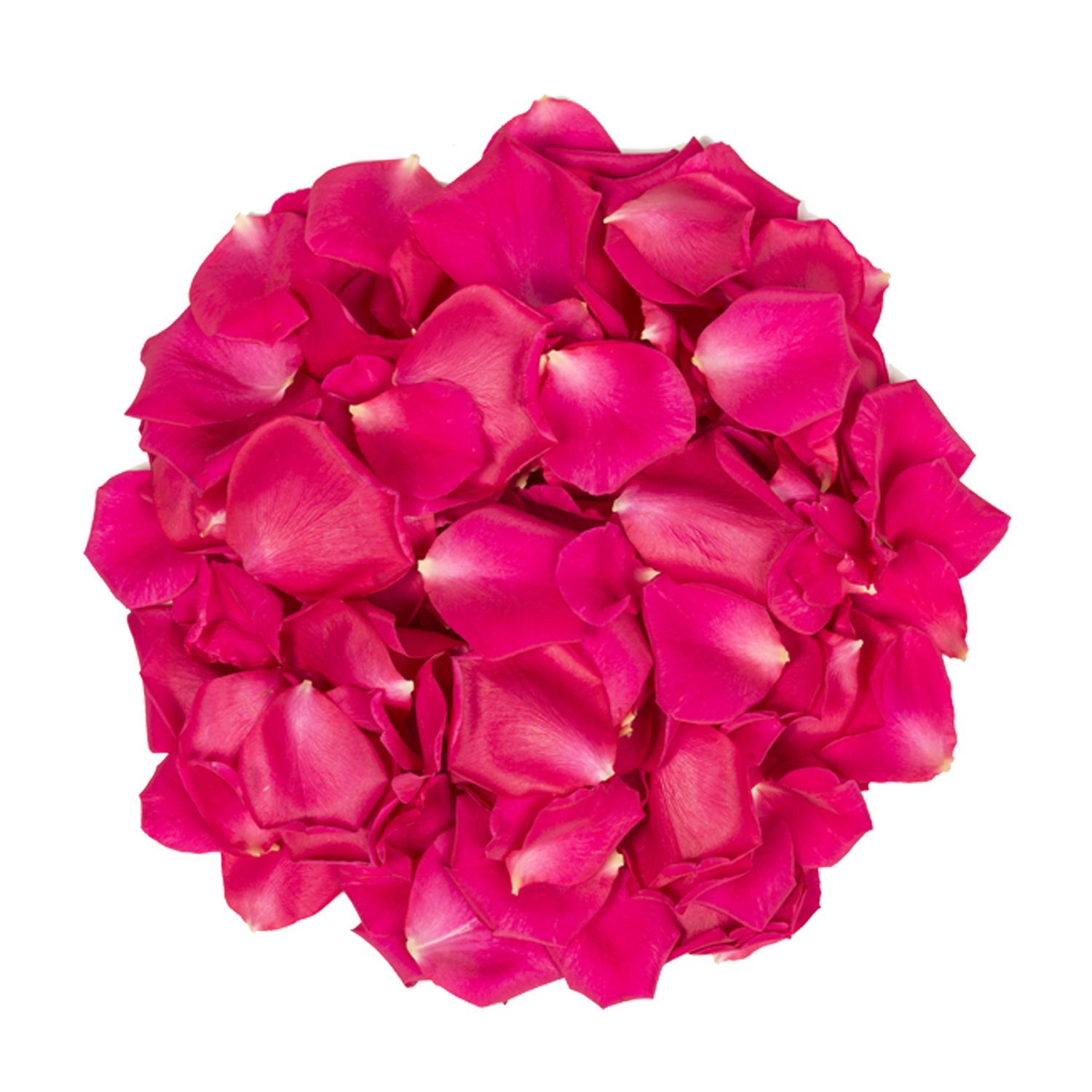 Carnation Wedding Assortment, 100/100 Stems - White, Hot Pink