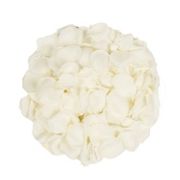 5,000 Rose Petals - White