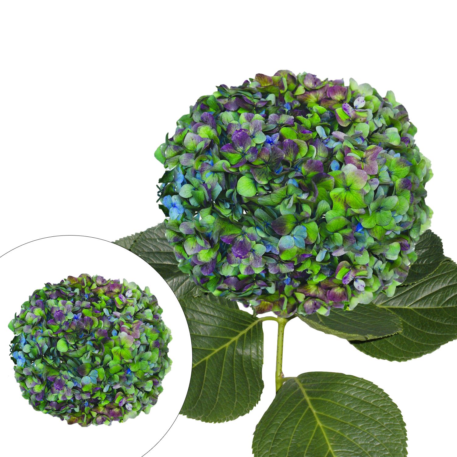 Jumbo Hydrangeas, 12 Stems - Hulk