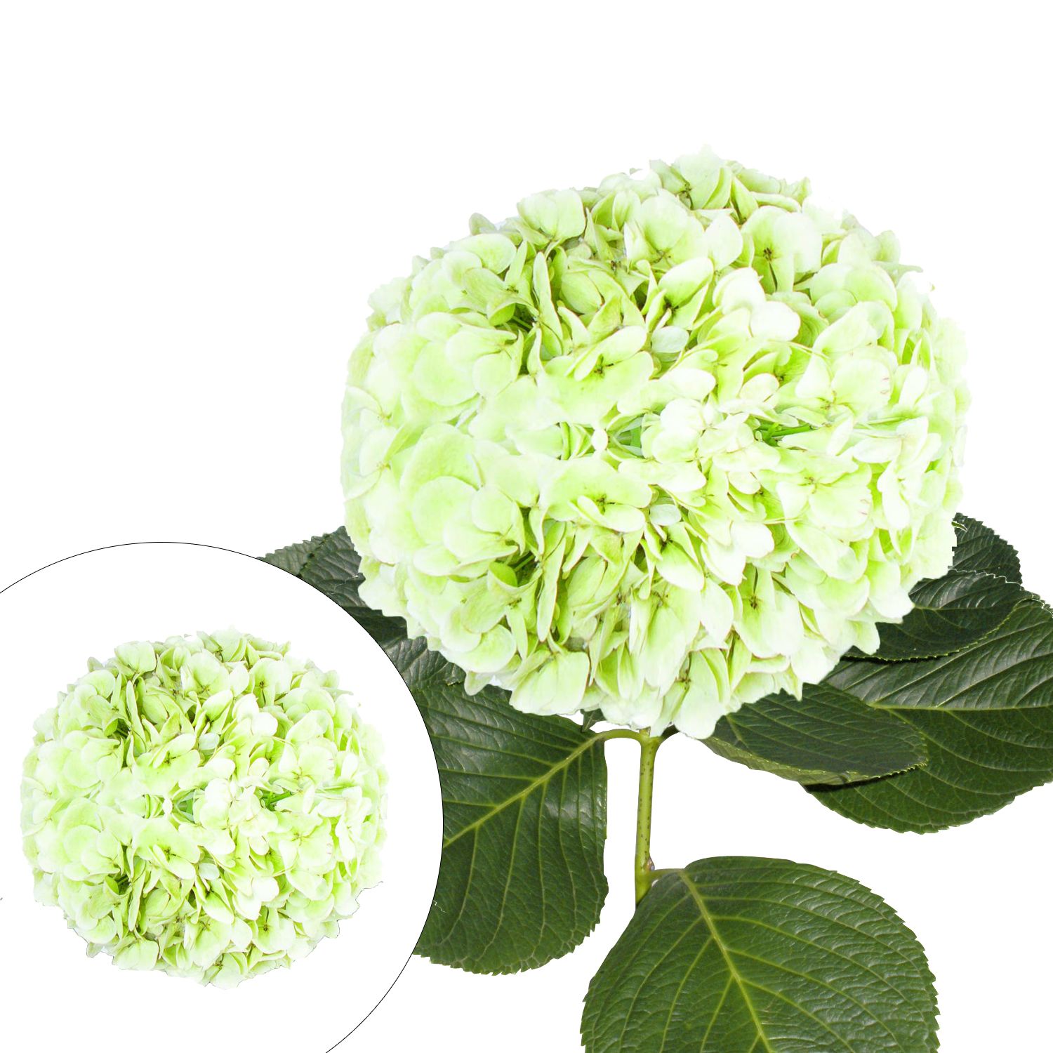 Jumbo Hydrangeas, 12 Stems - Kiwi