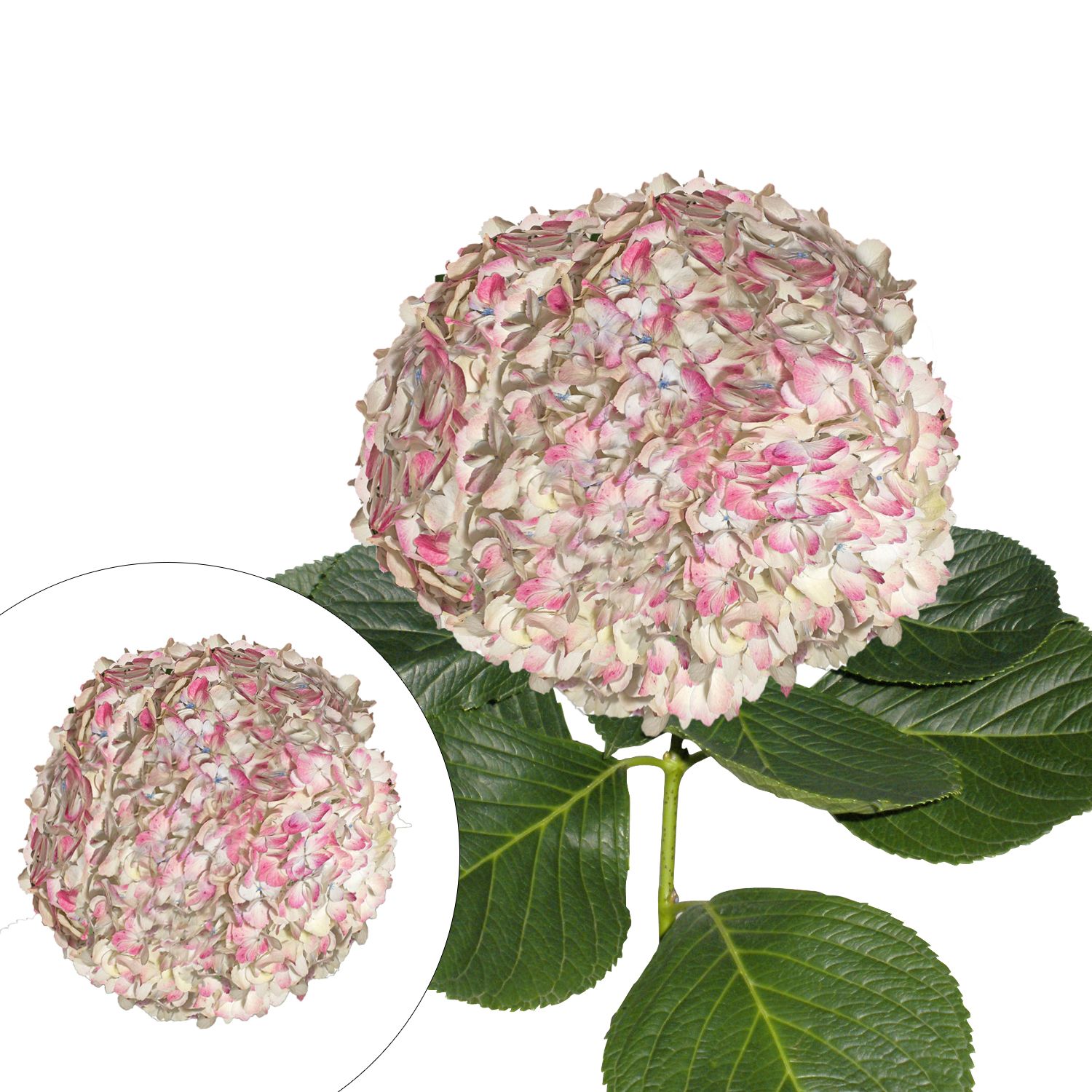 Jumbo Hydrangeas, 12 Stems - Antique Pink