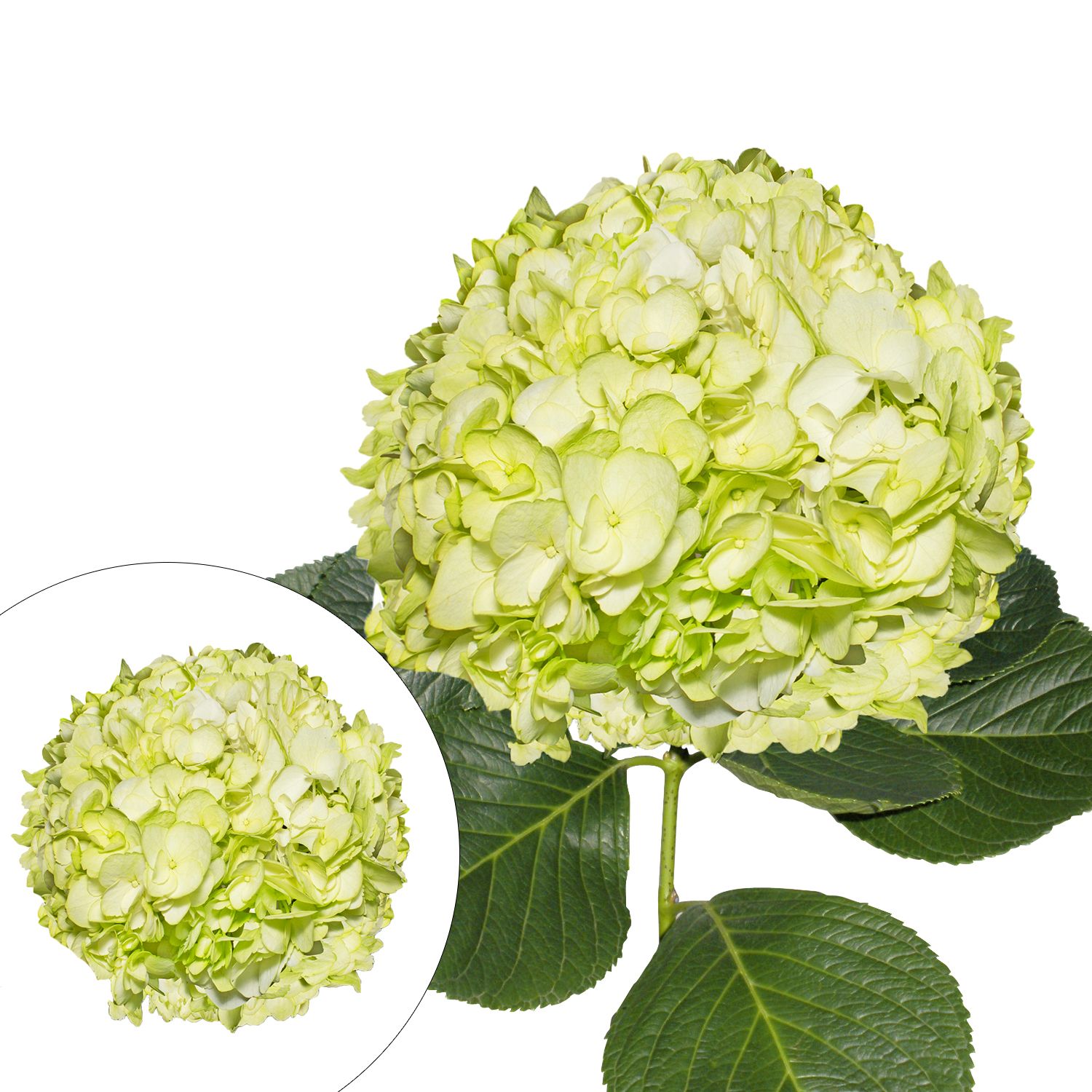 Hydrangeas, 30 Stems - Lime Green