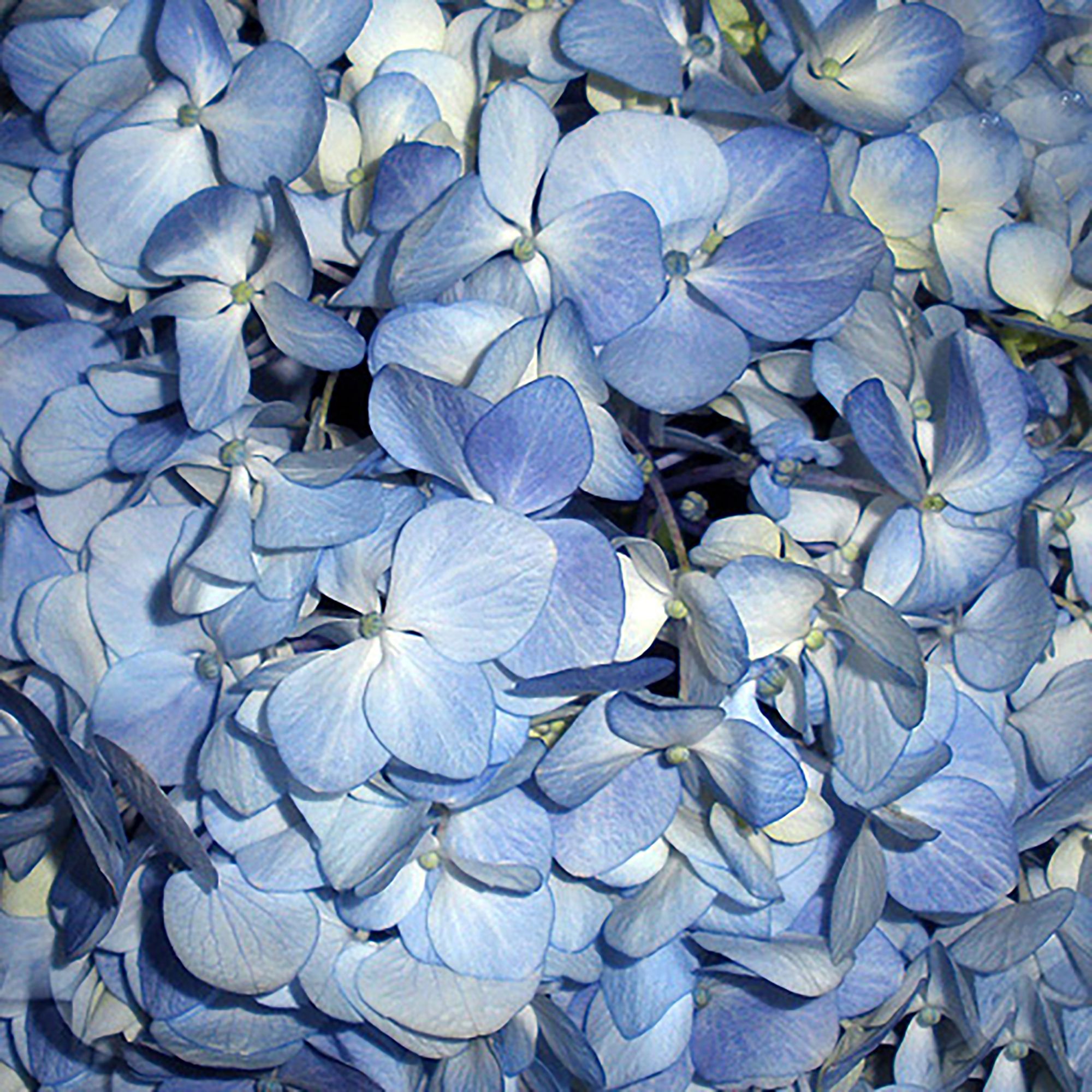 650-700 Hydrangea Petals, 16 pk. - Blue
