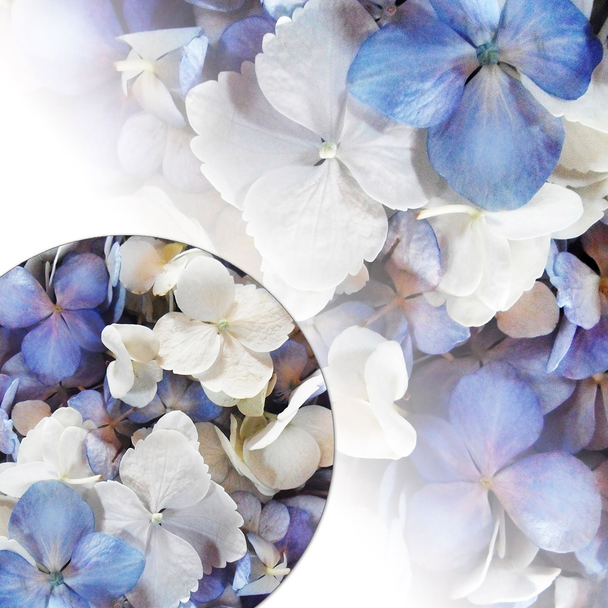 650-700 Hydrangea Petals, 16 pk. - Blue/White Assorted