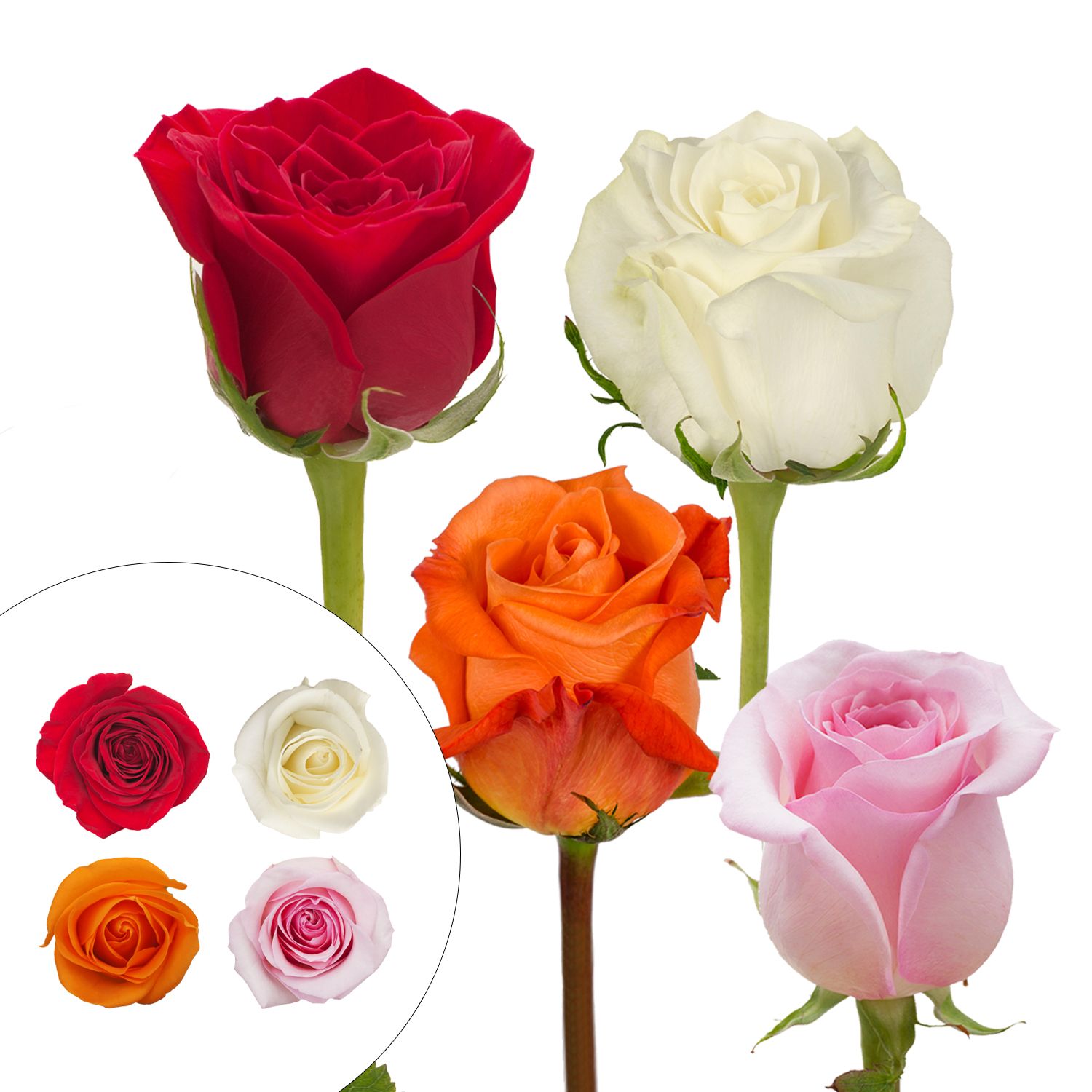 Red, White, Pink, & Growers Choice Roses, 125 Stems