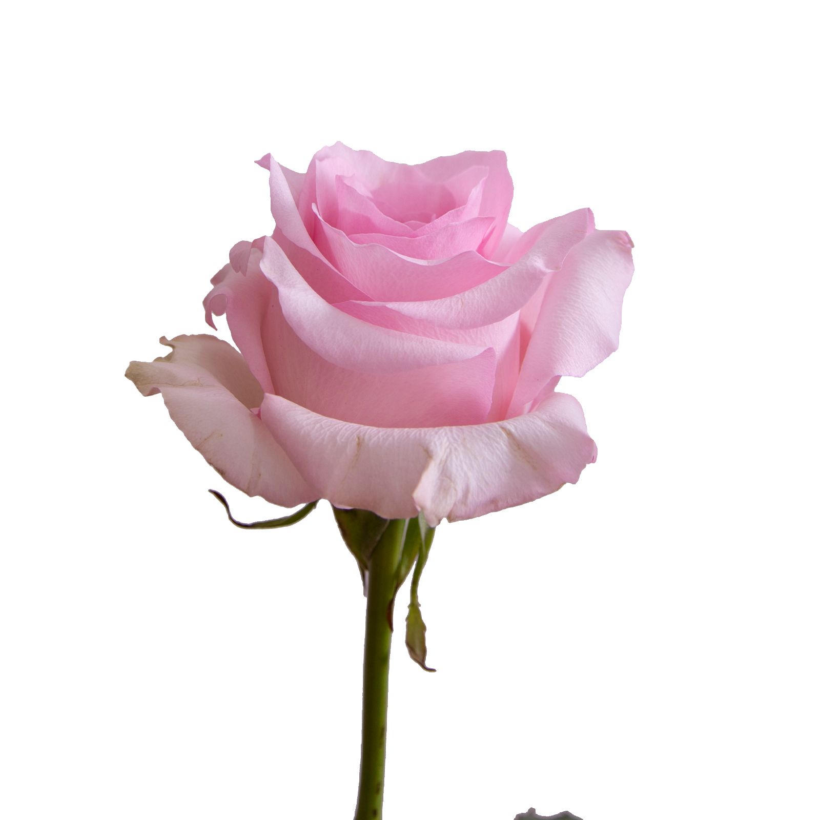 Light Pink Roses, 50 Stems