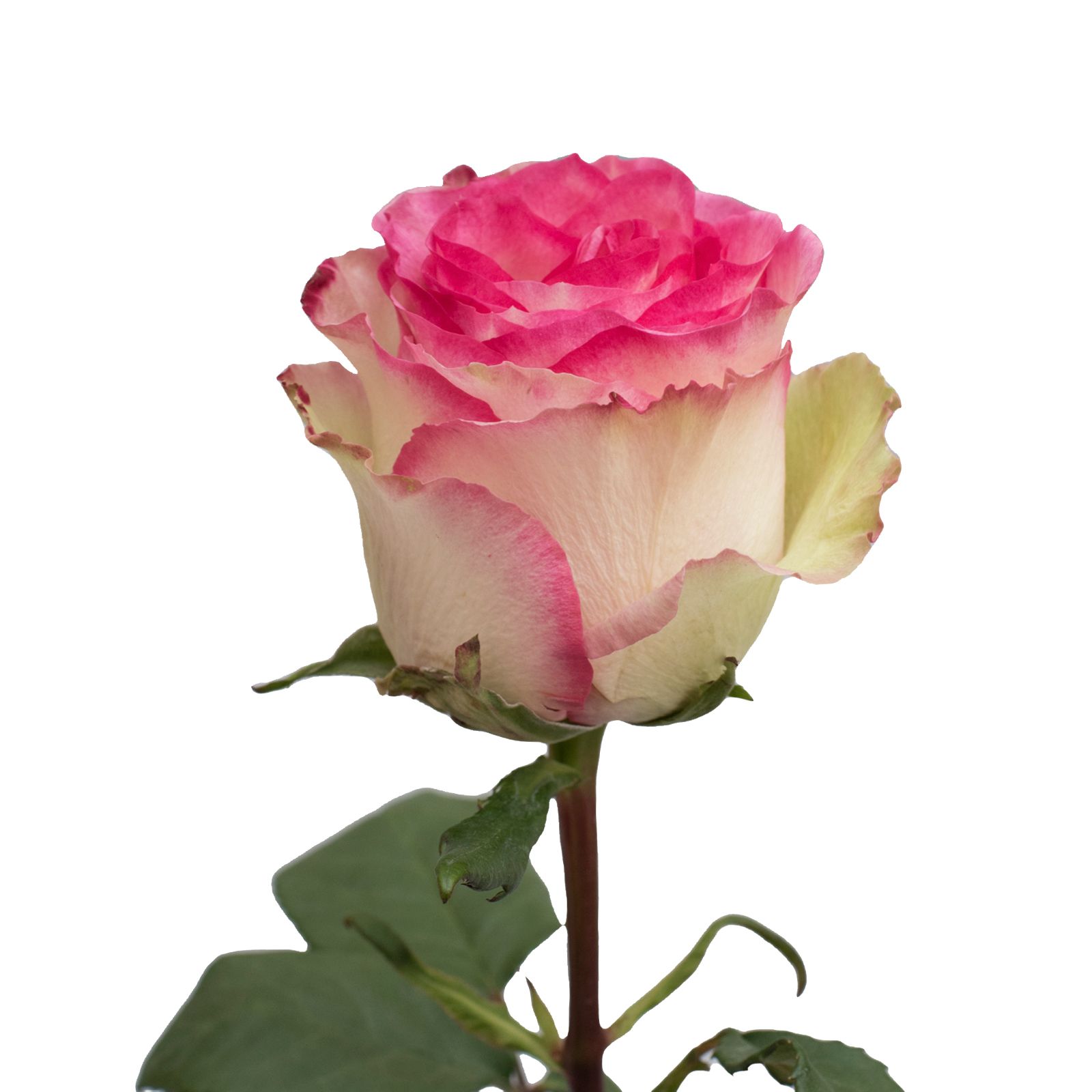 White/Pink Bicolor Roses, 50 Stems
