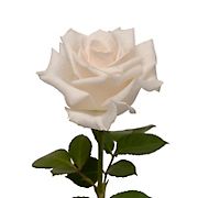 Rainforest Alliance Certified Roses, 125 Stems - White