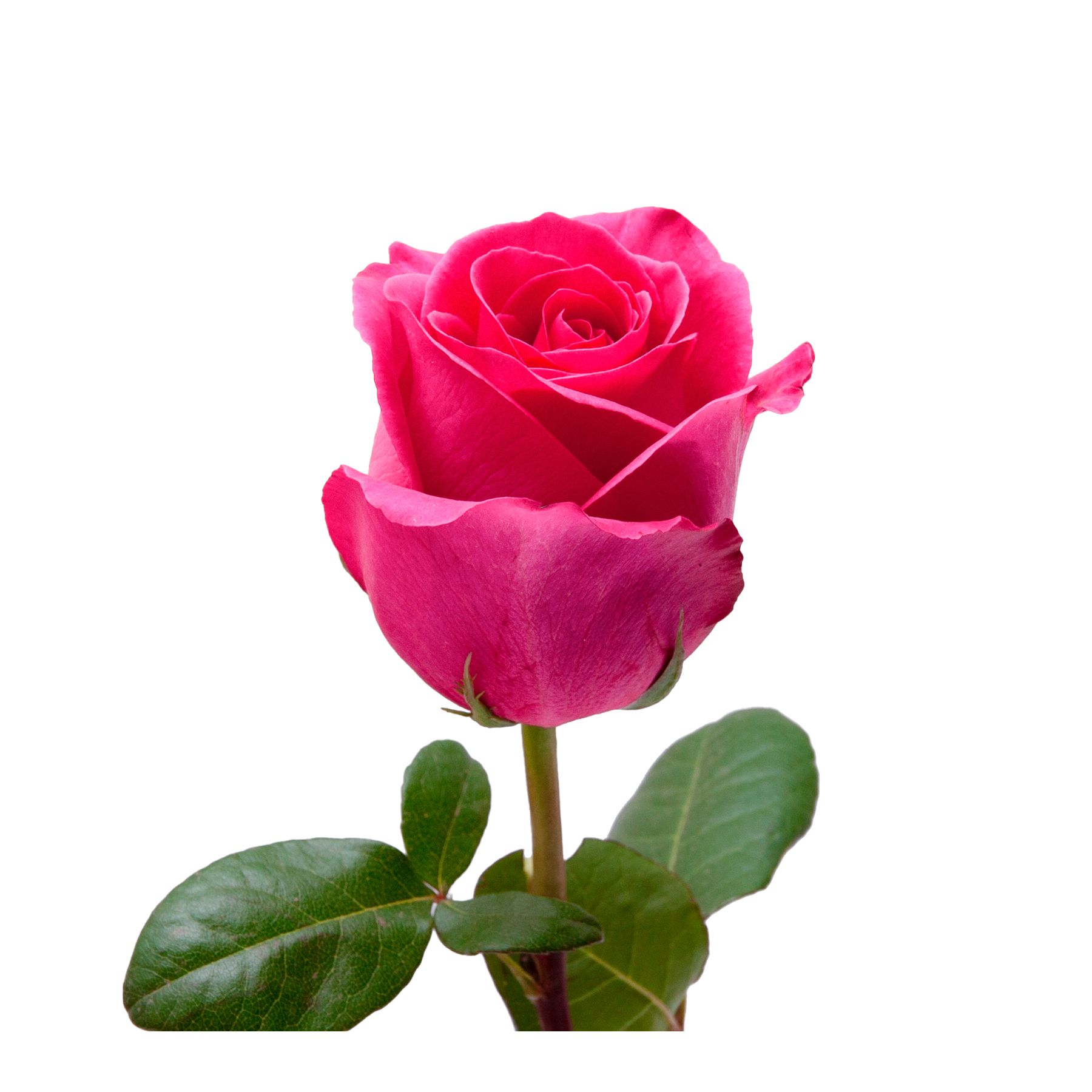 5,000 Rose Petals - Hot Pink
