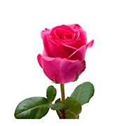 Rainforest Alliance Certified Roses, 125 Stems - Hot Pink