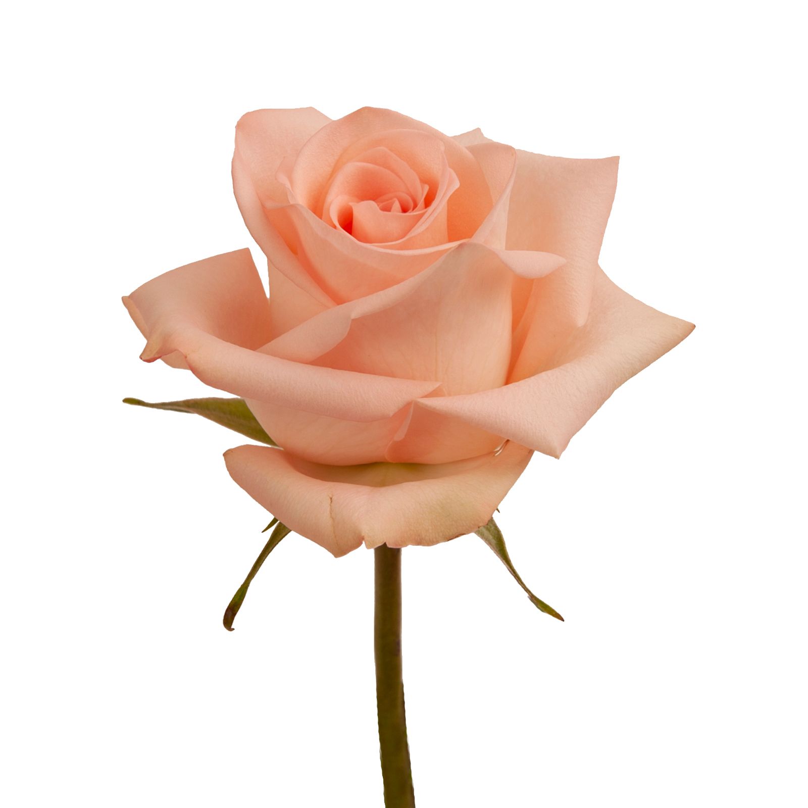 Peach Roses, 125 Stems