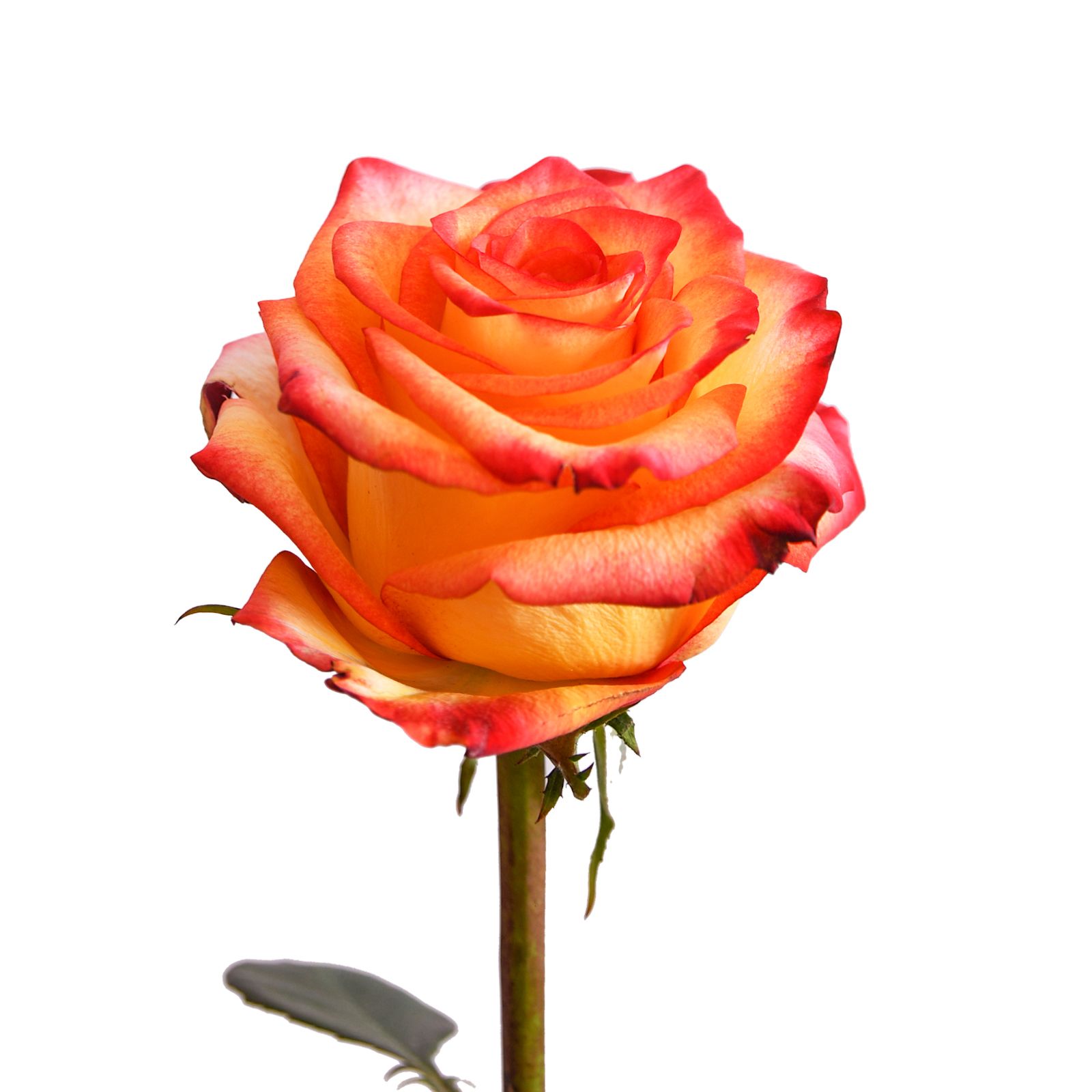 Rainforest Alliance Certified Bicolor Roses, 125 Stems - Yellow/Red