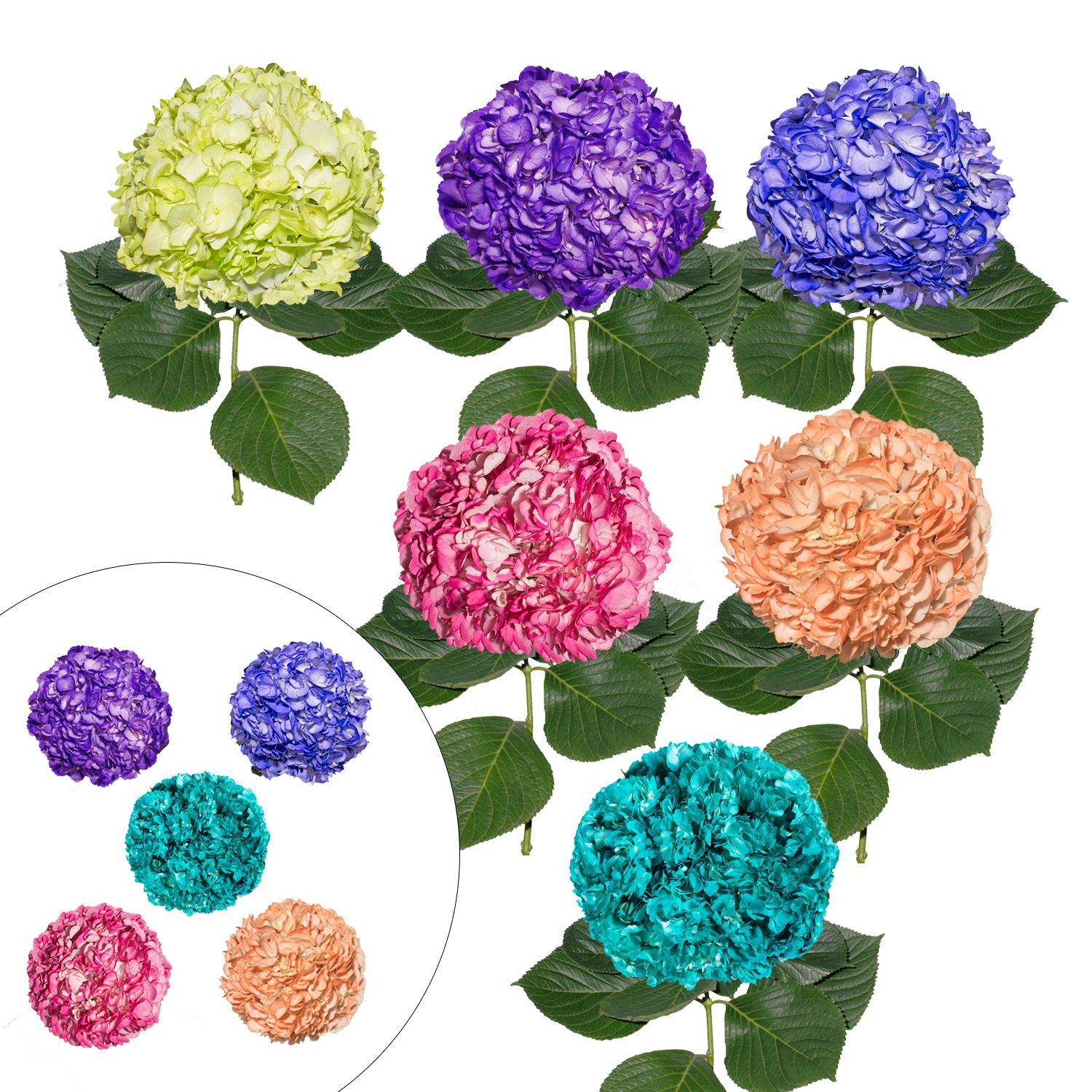 Hand-Painted Hydrangeas, 26 Stems - Novelty Assorted