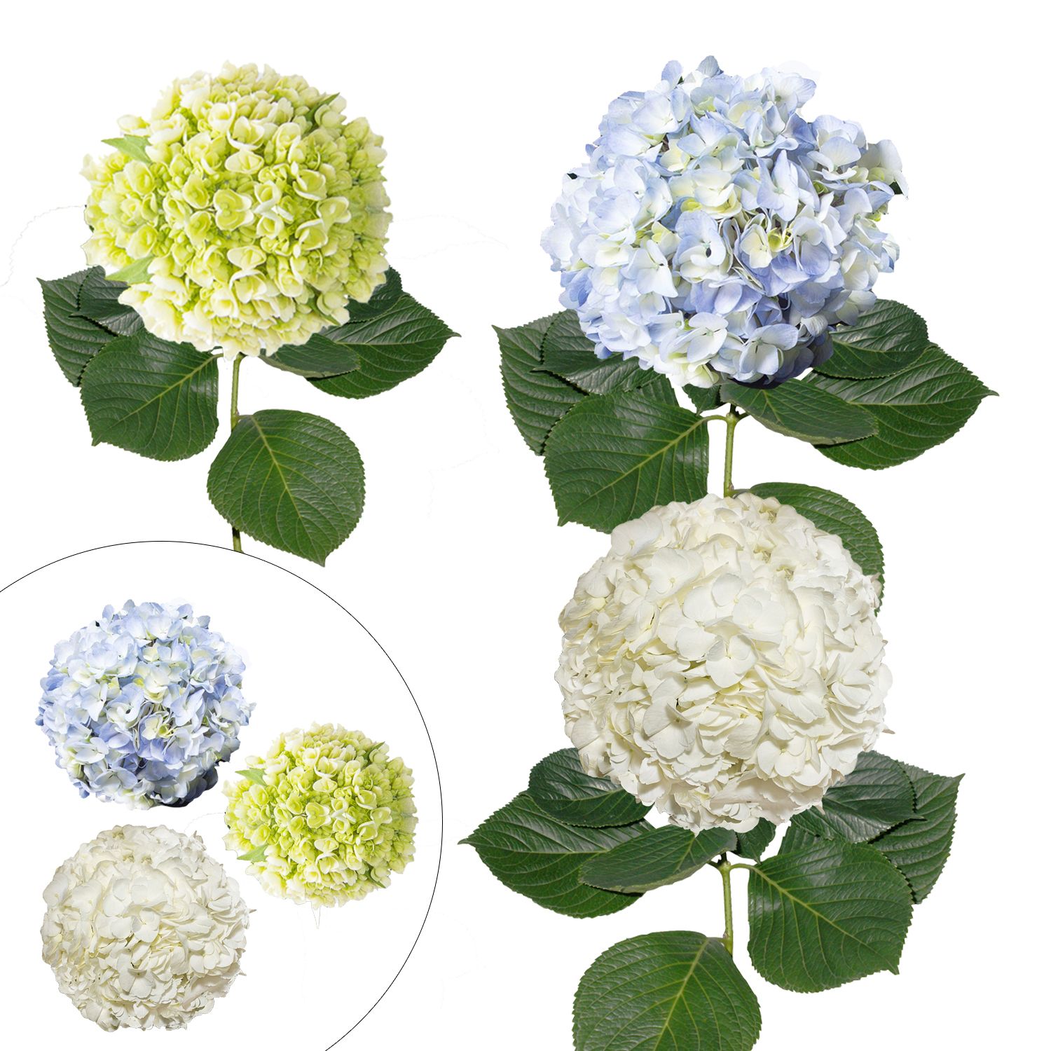 Jodhpuri Cotton Blue 28.5 Hydrangea Floral Stem 