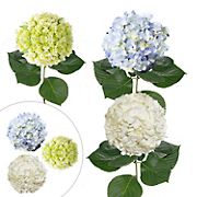 Hydrangea Combo Pack, 30 Stems - Assorted