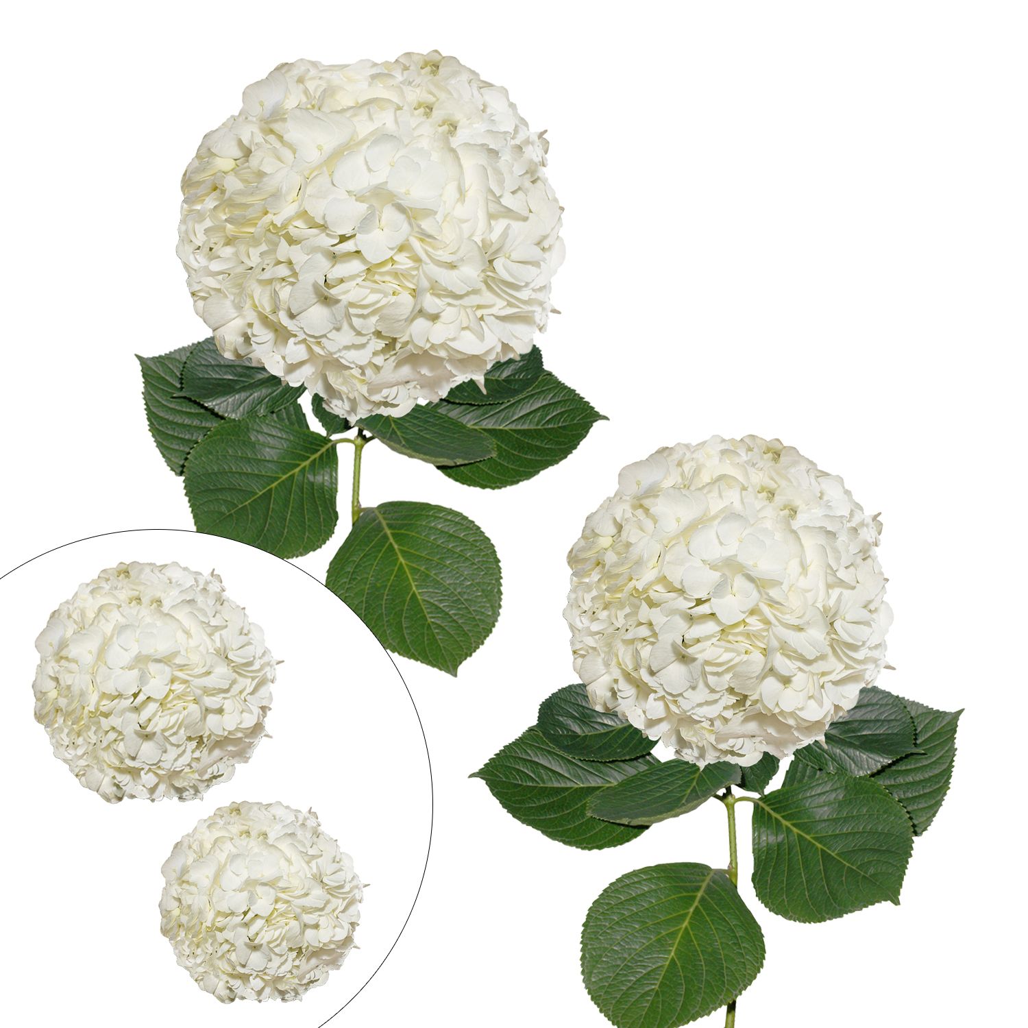 Hydrangea Jumbo and Regular Combo Pack, 20 Stems - White