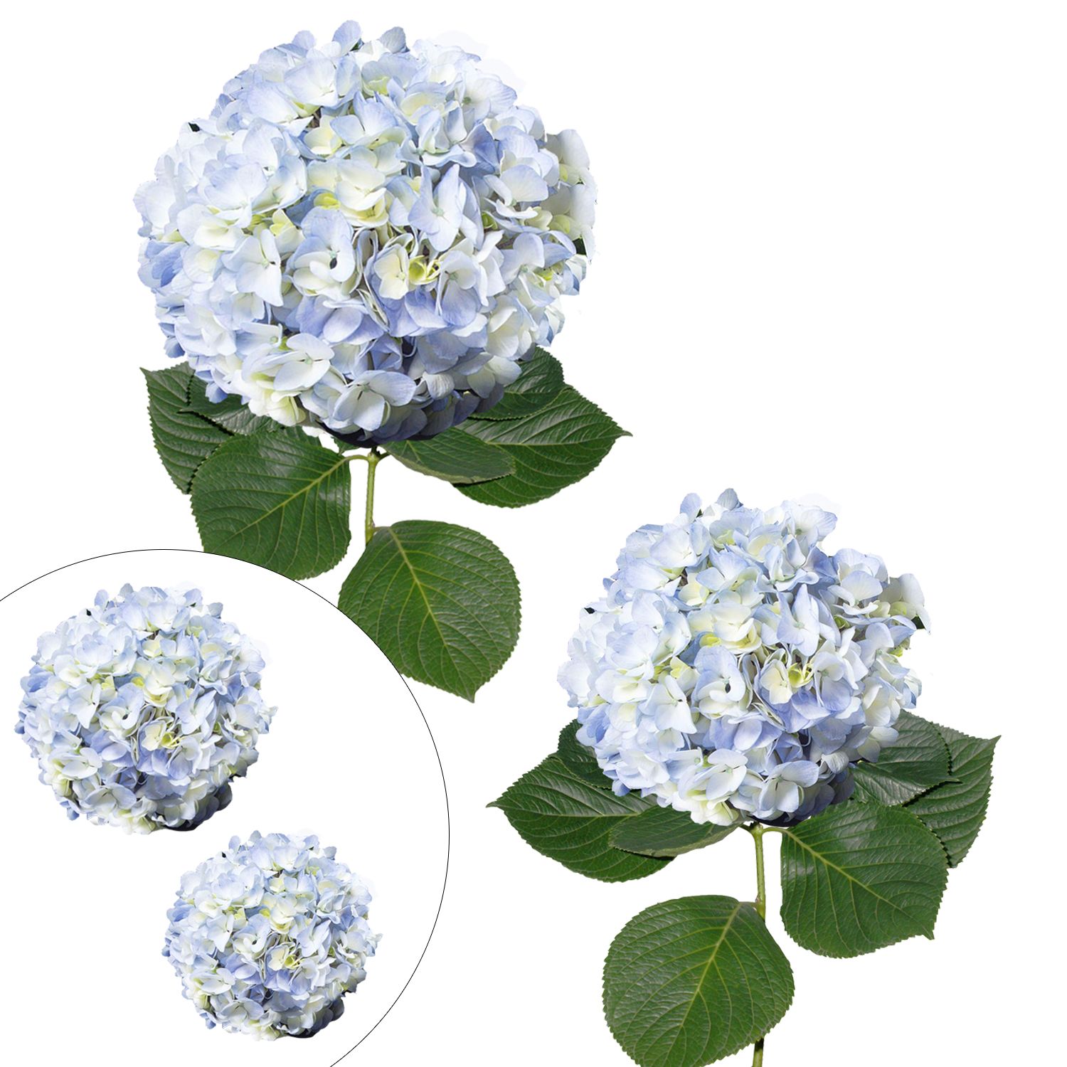 Hydrangea Jumbo and Regular Stem Combo Pack, 20 ct. - Blue