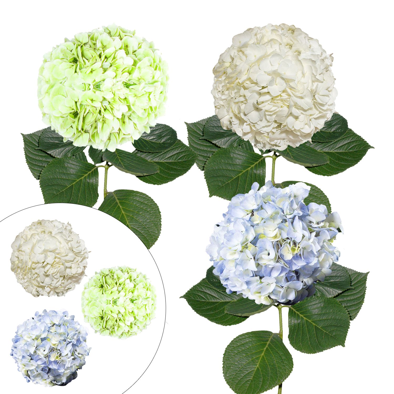 Hydrangea Jumbo and Regular Combo Pack, 12 Stems - White/Blue/Kiwi