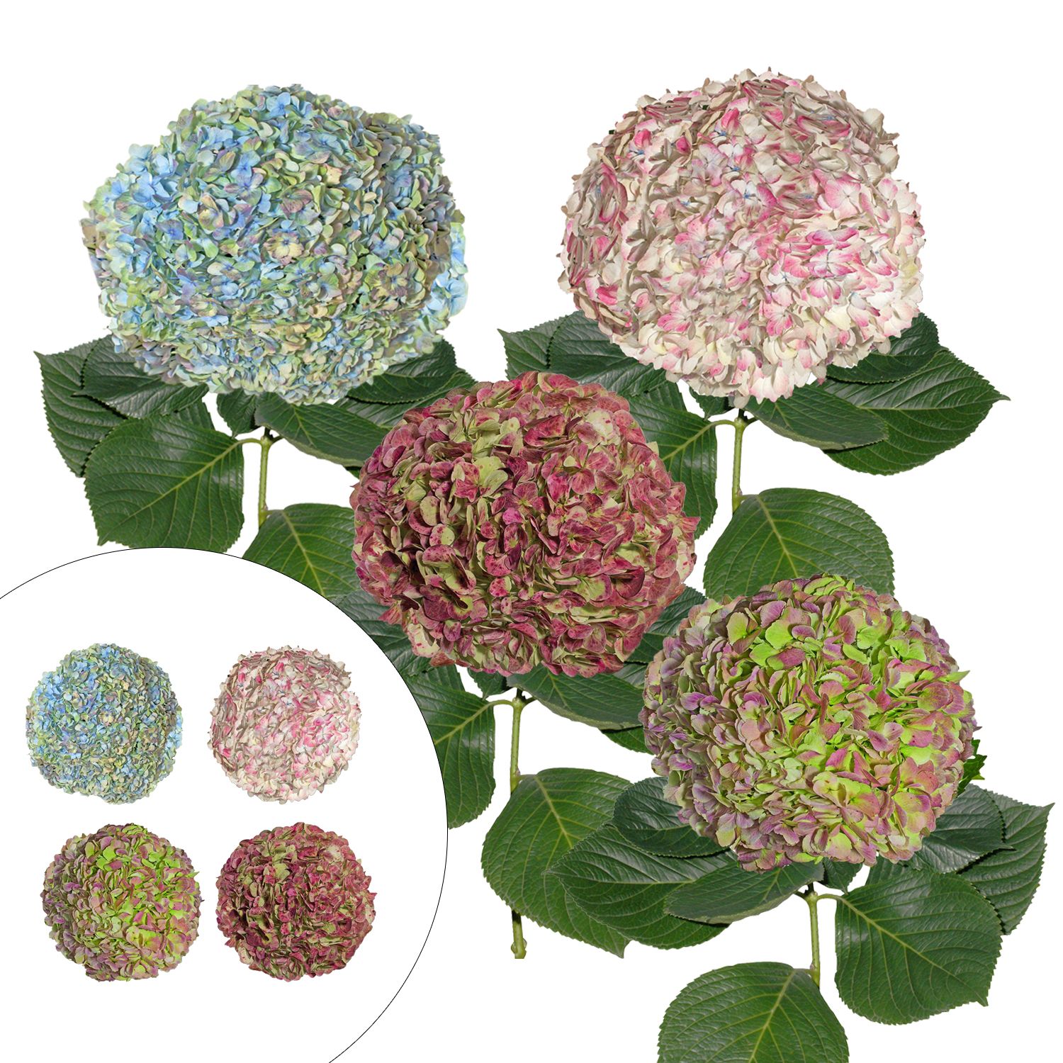 Hydrangea Jumbo Combo Pack, 12 Stems - Antique