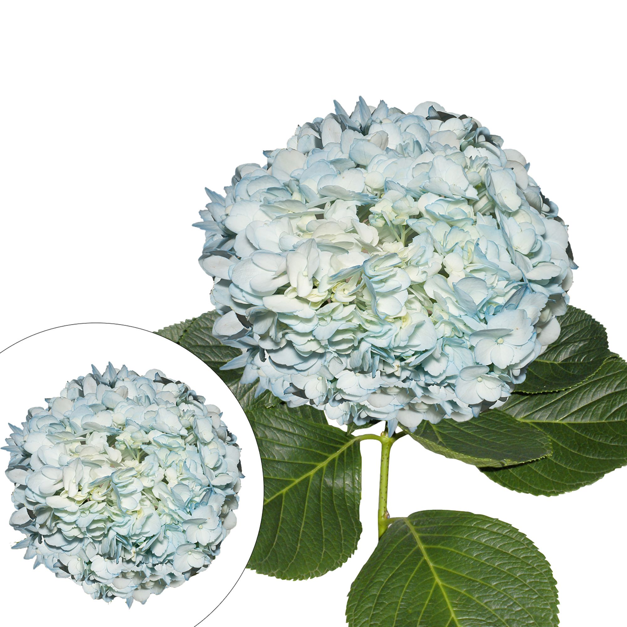 Hand-Painted Hydrangeas, 26 Stems - Light Aqua