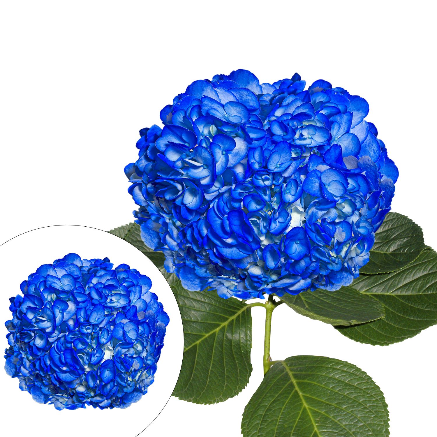 Hand-Painted Hydrangeas, 26 Stems - Dark Blue