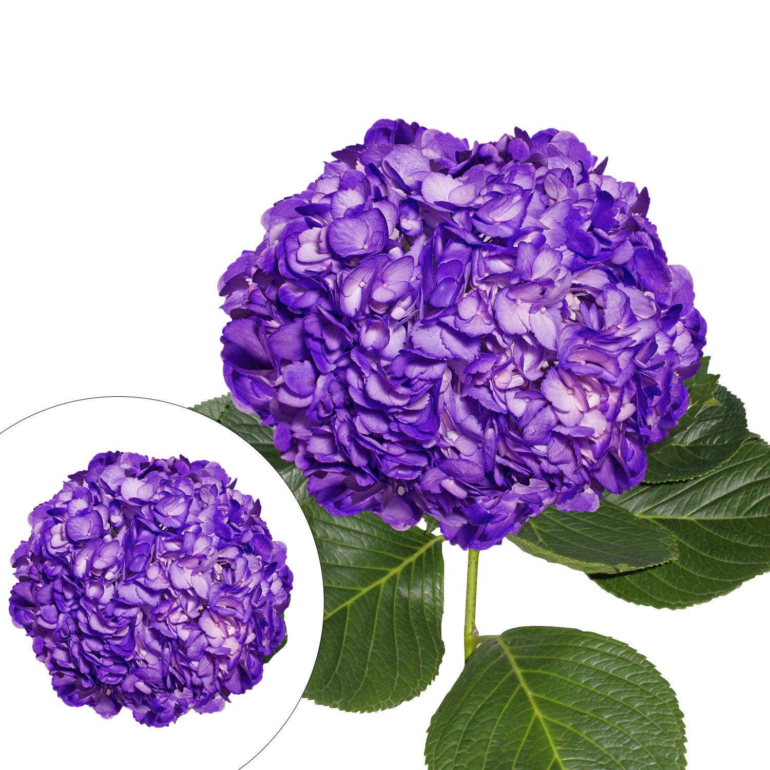 Hand-Painted Hydrangeas, 26 Stems - Dark Purple