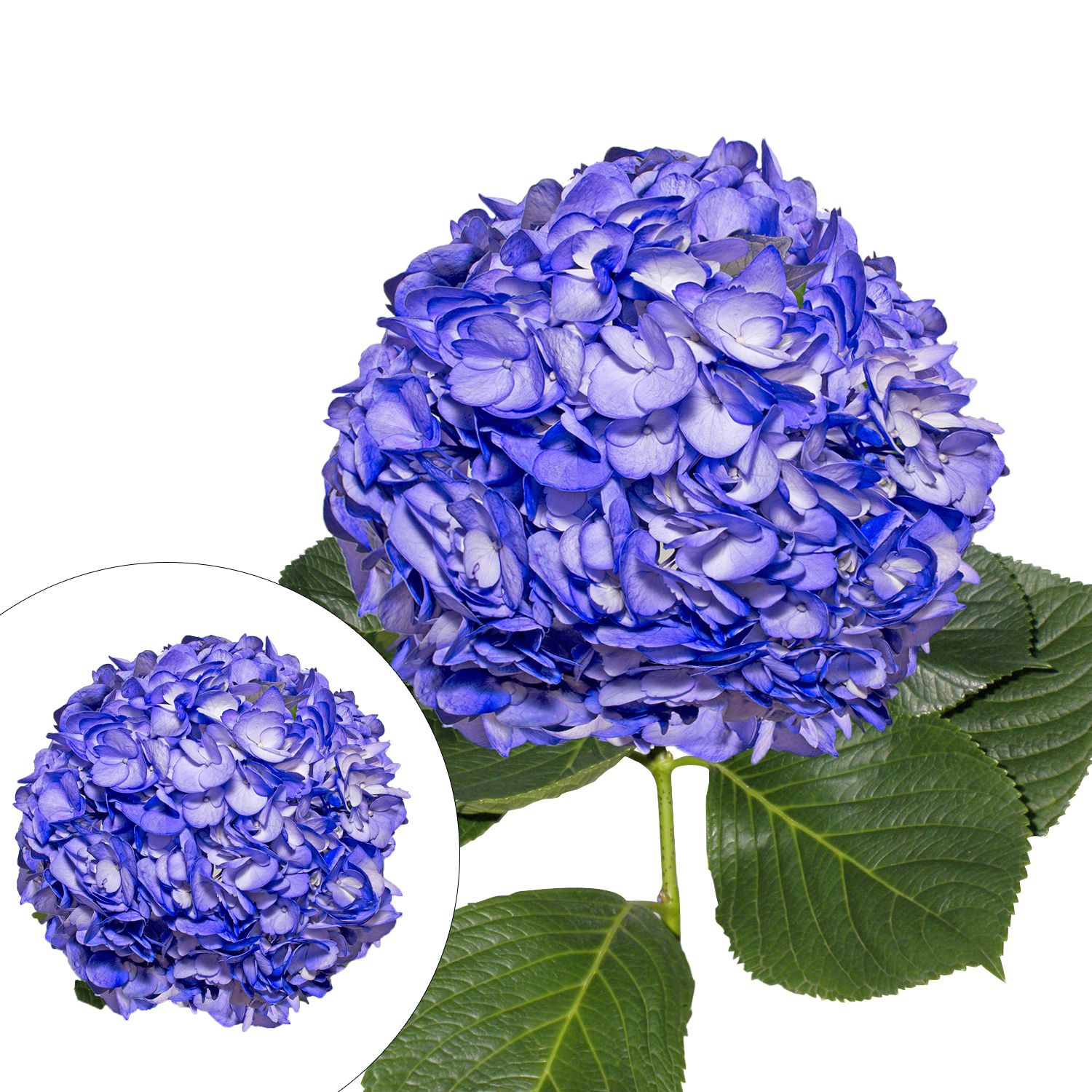 Hand-Painted Hydrangeas, 26 Stems - Blueberry