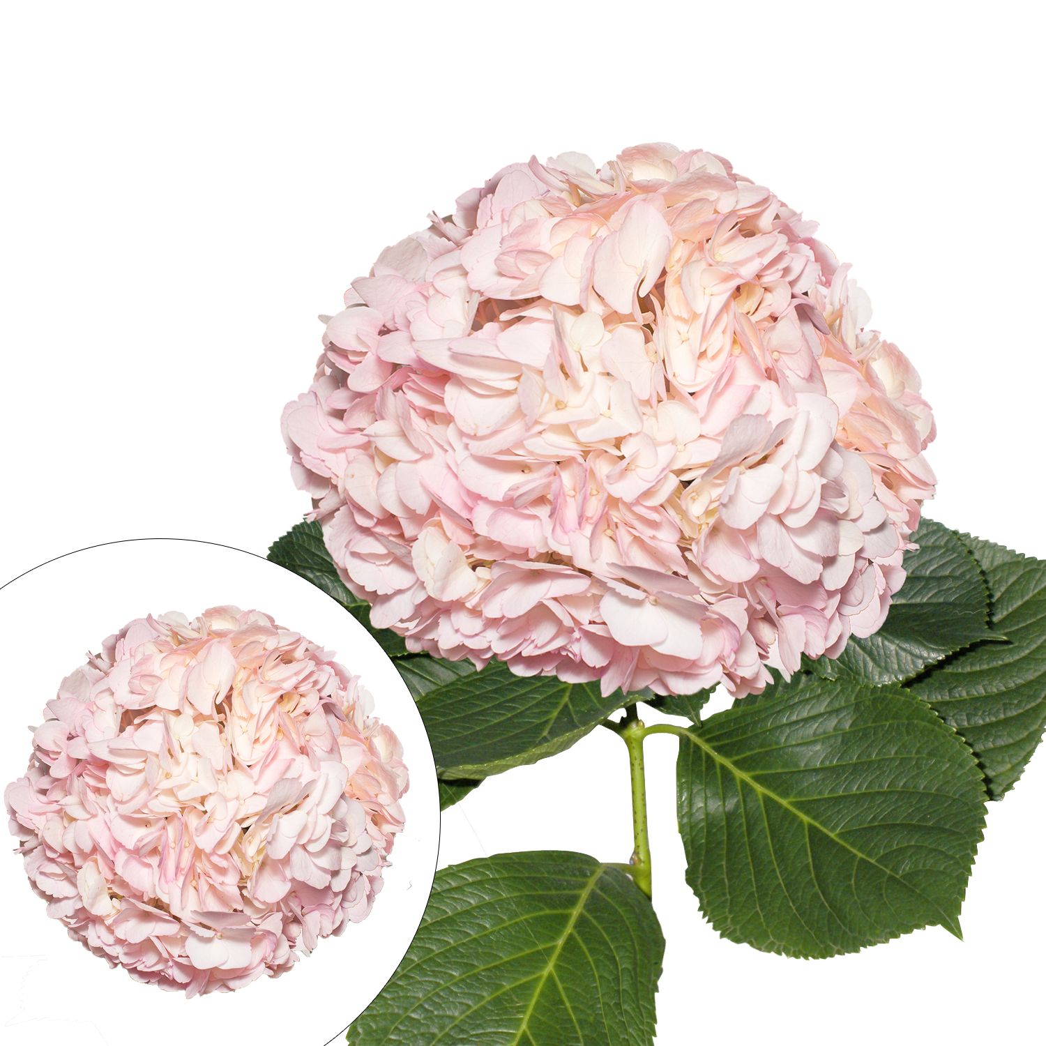 Hand-Painted Hydrangeas, 26 Stems - Light Pink