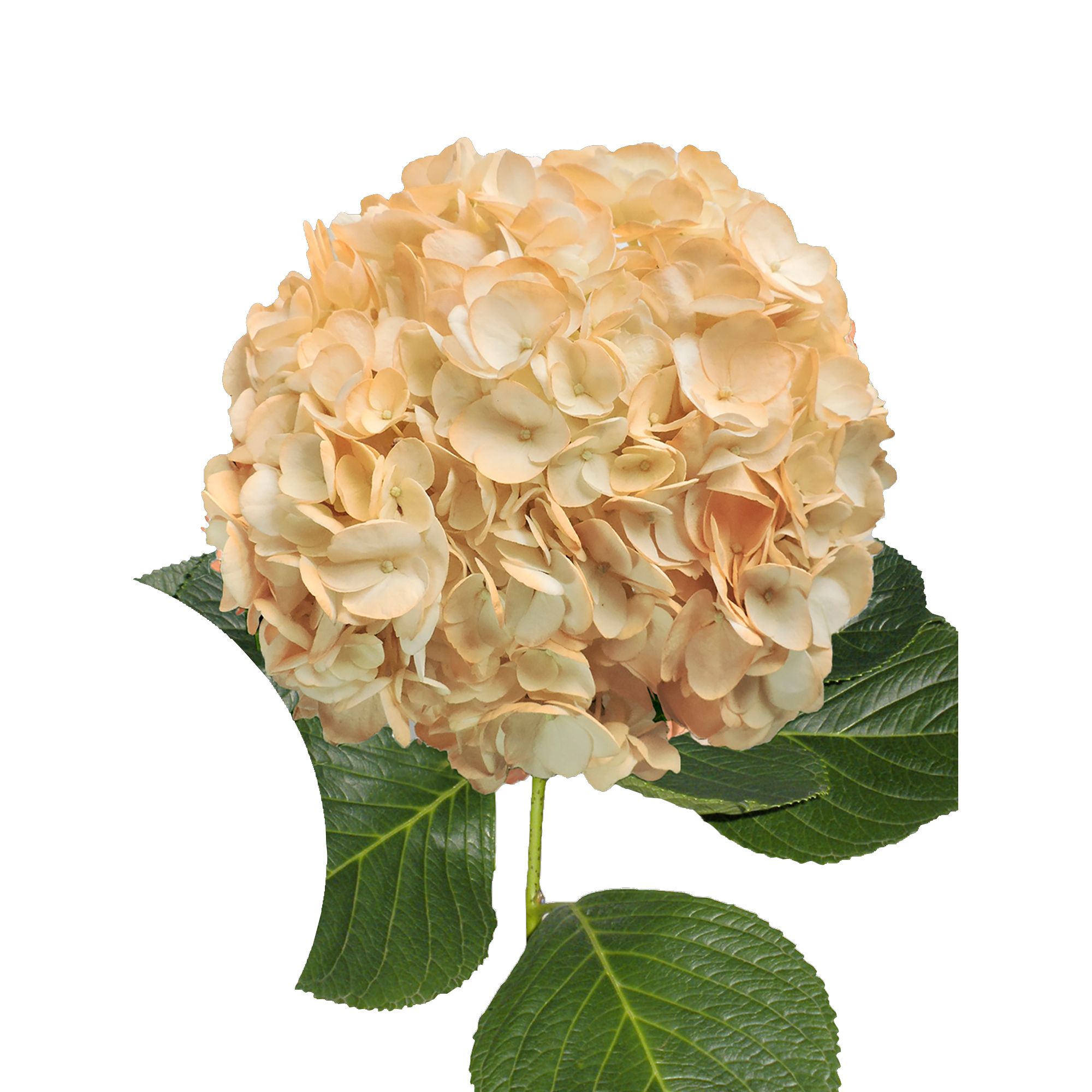 Hand-Painted Hydrangeas, 26 Stems - Peach