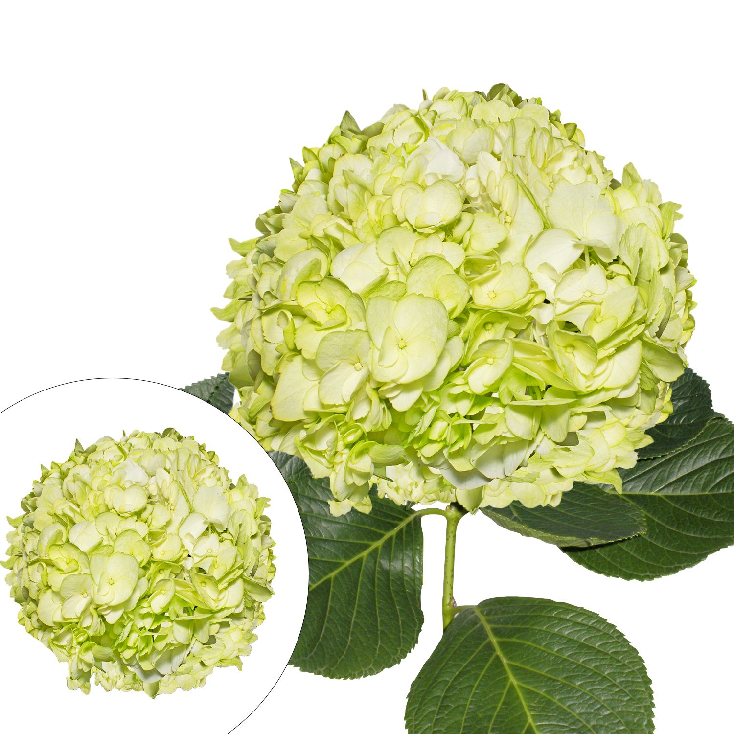 Hand-Painted Hydrangeas, 26 Stems - Lemon Green