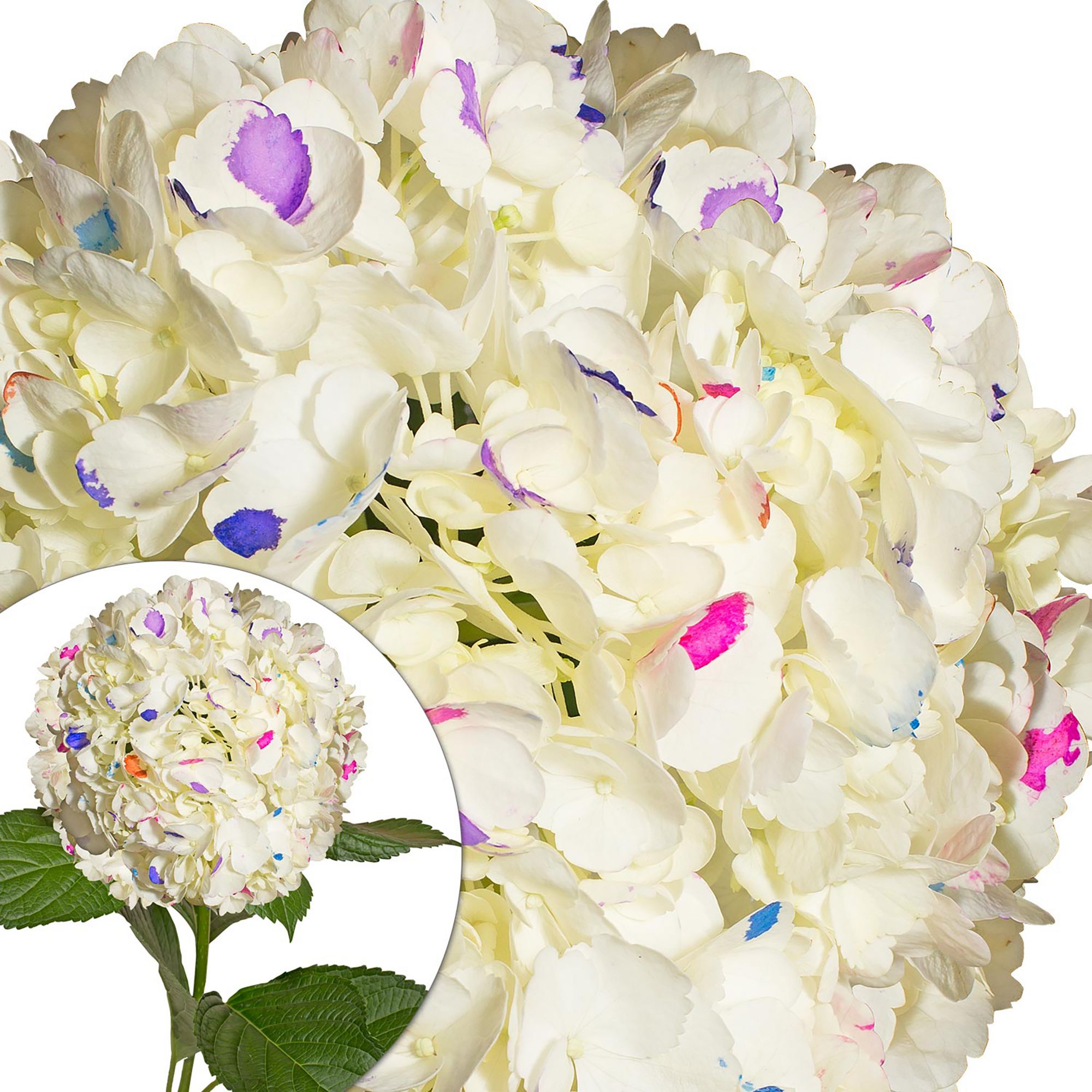 Hand-Painted Hydrangeas, 26 Stems - Party