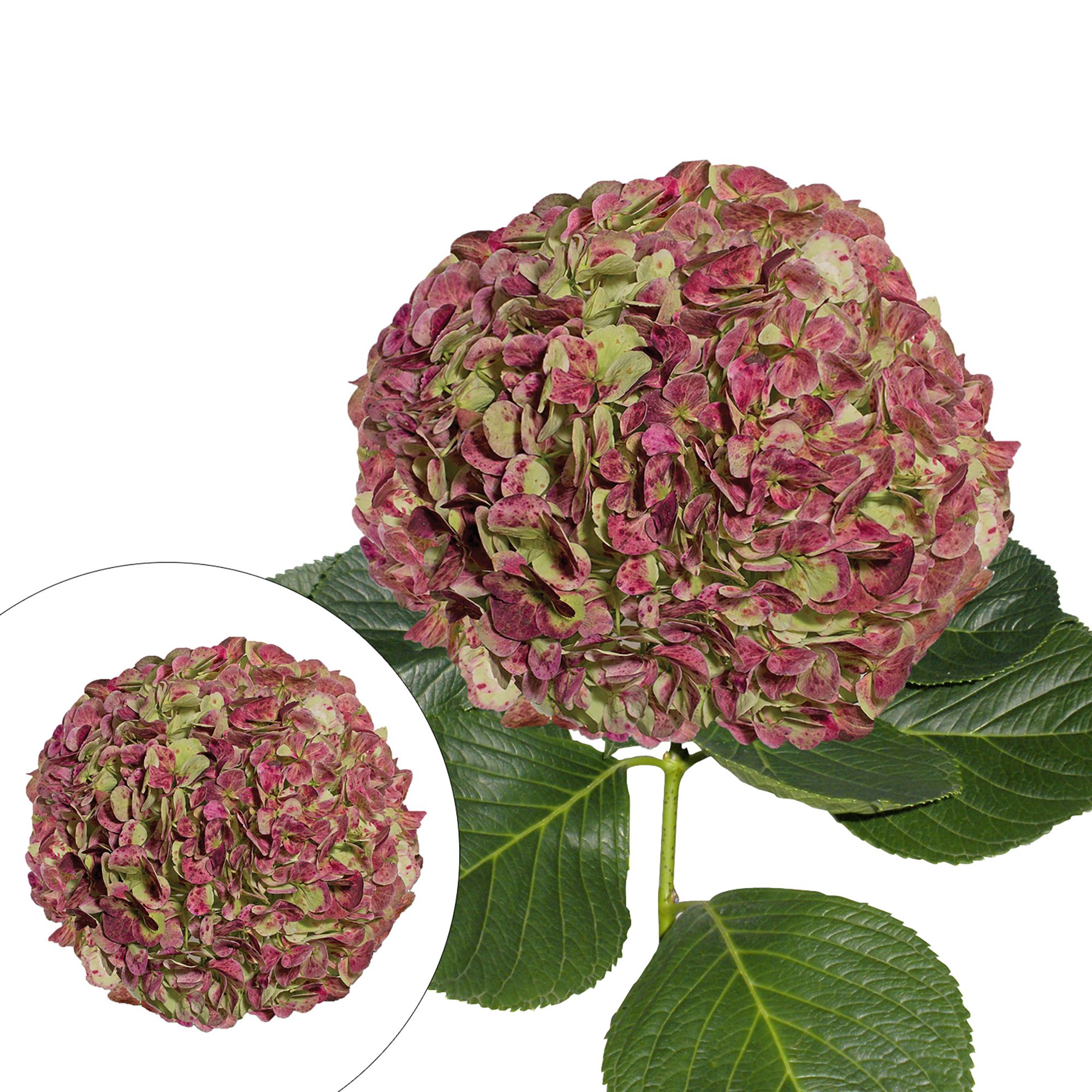 Hand-Painted Jumbo Hydrangeas, 12 Stems - Antique Red