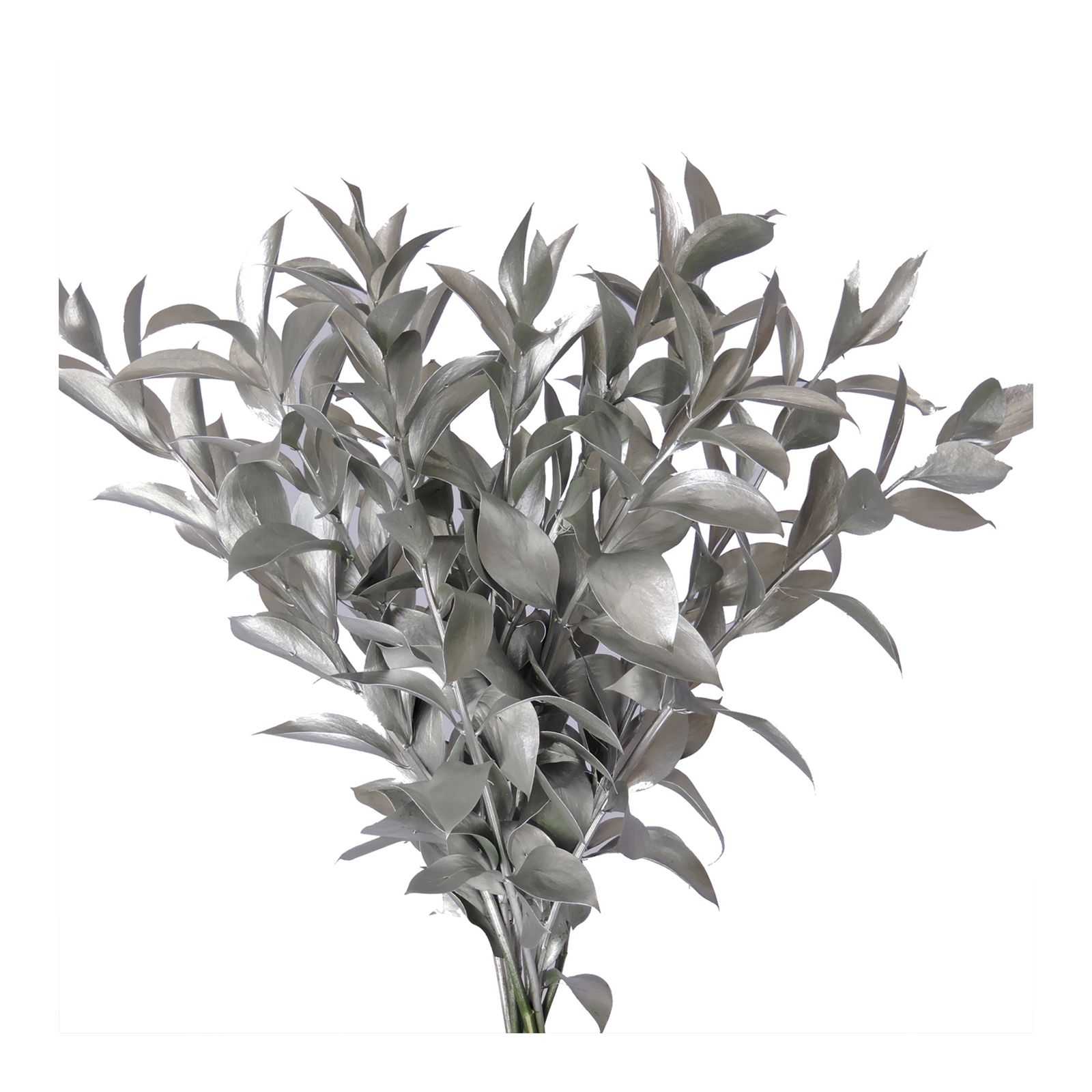 Hand-Painted Ruscus, 120 Stems - Silver